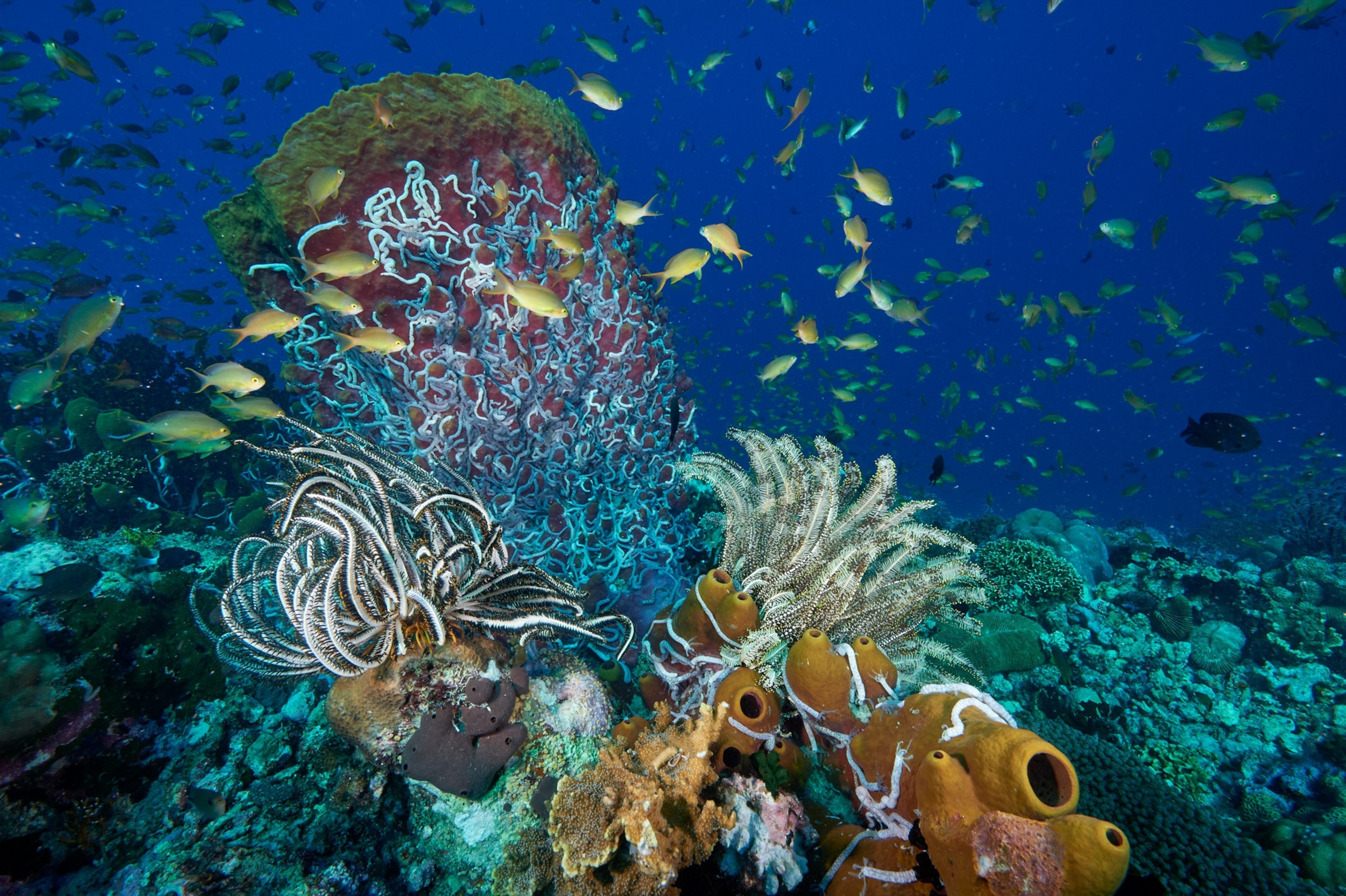 Deep blue water with fish swimming on coral.