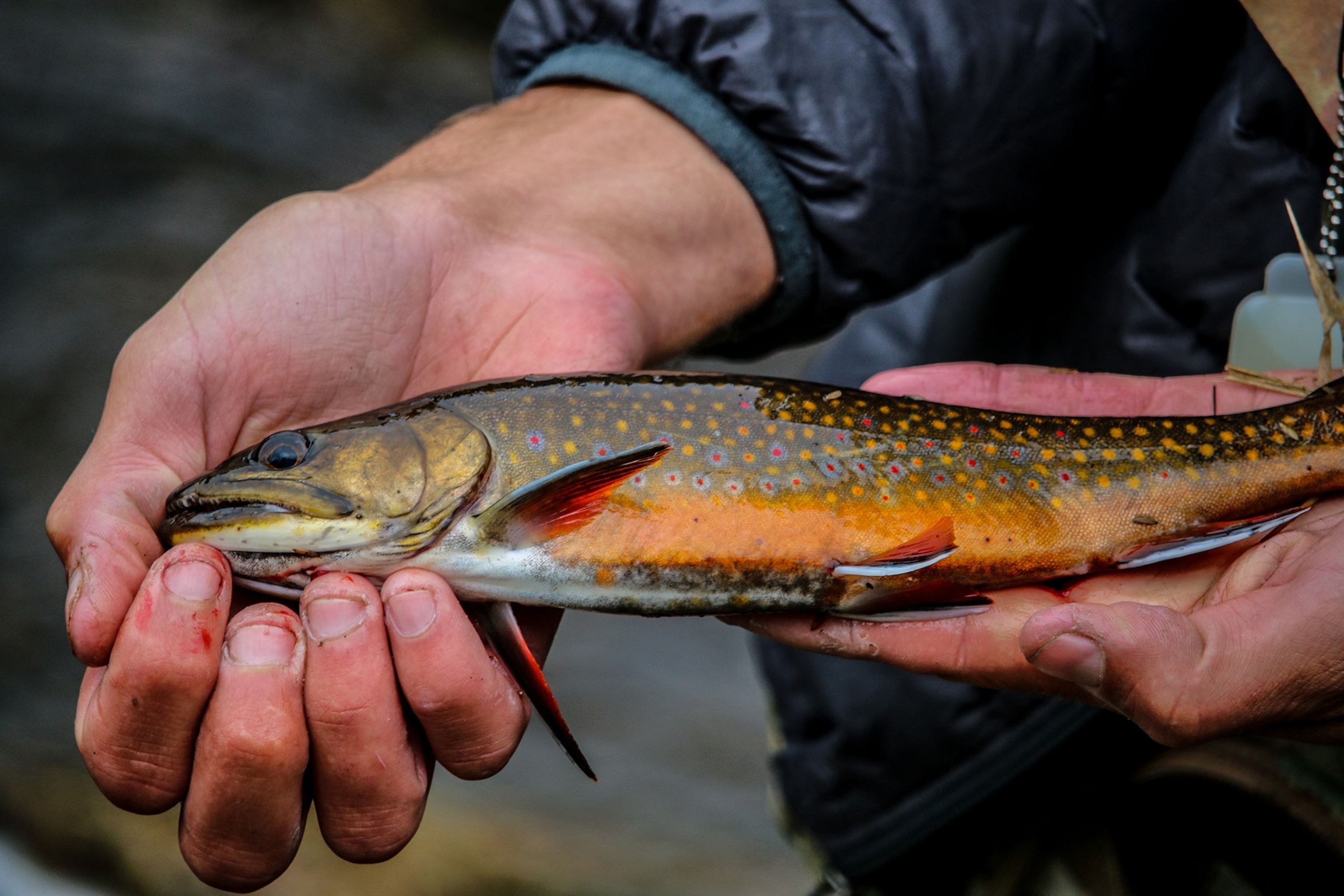 a brook trout in Third Lake, Maine