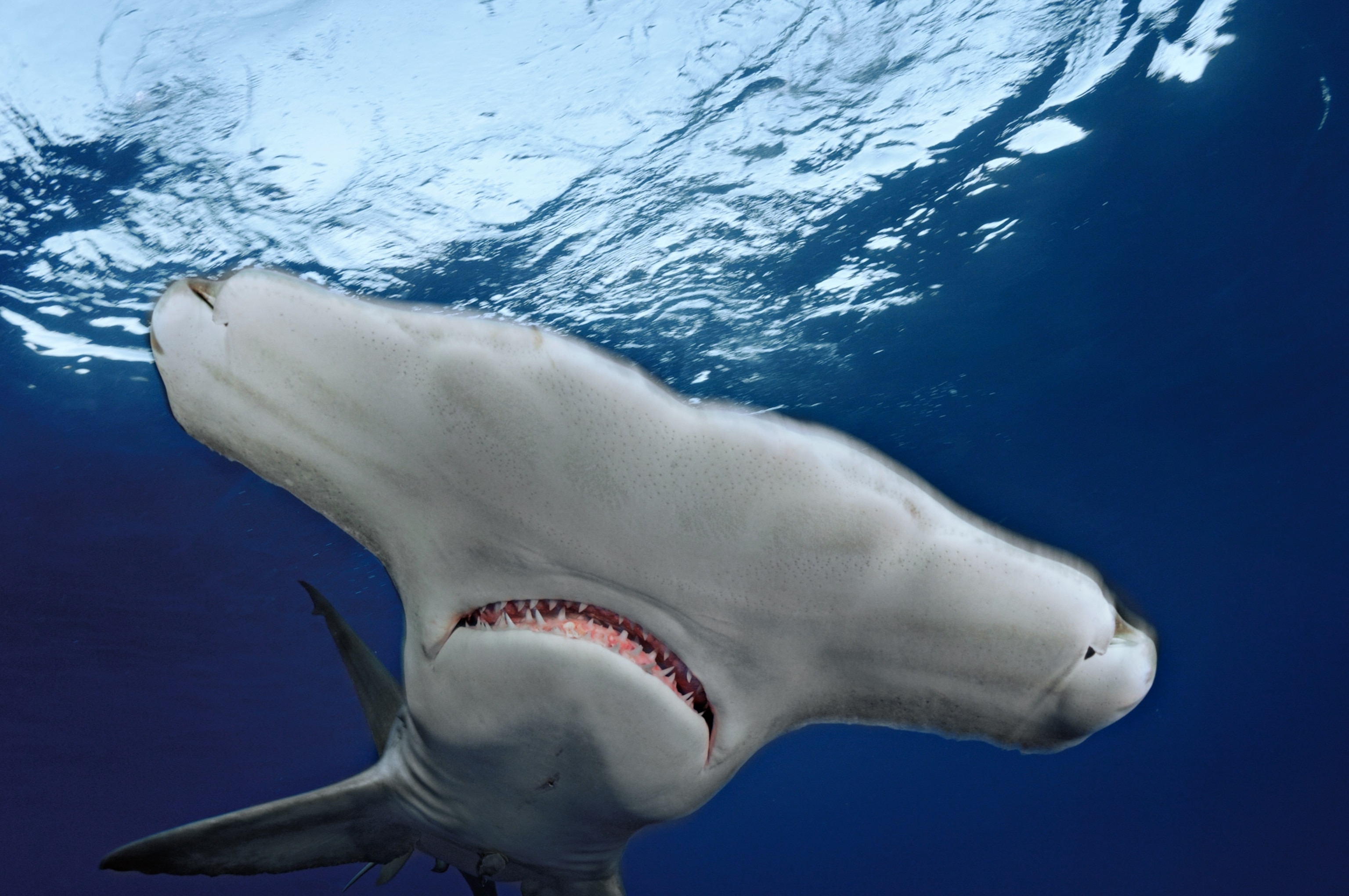 a great hammerhead shark