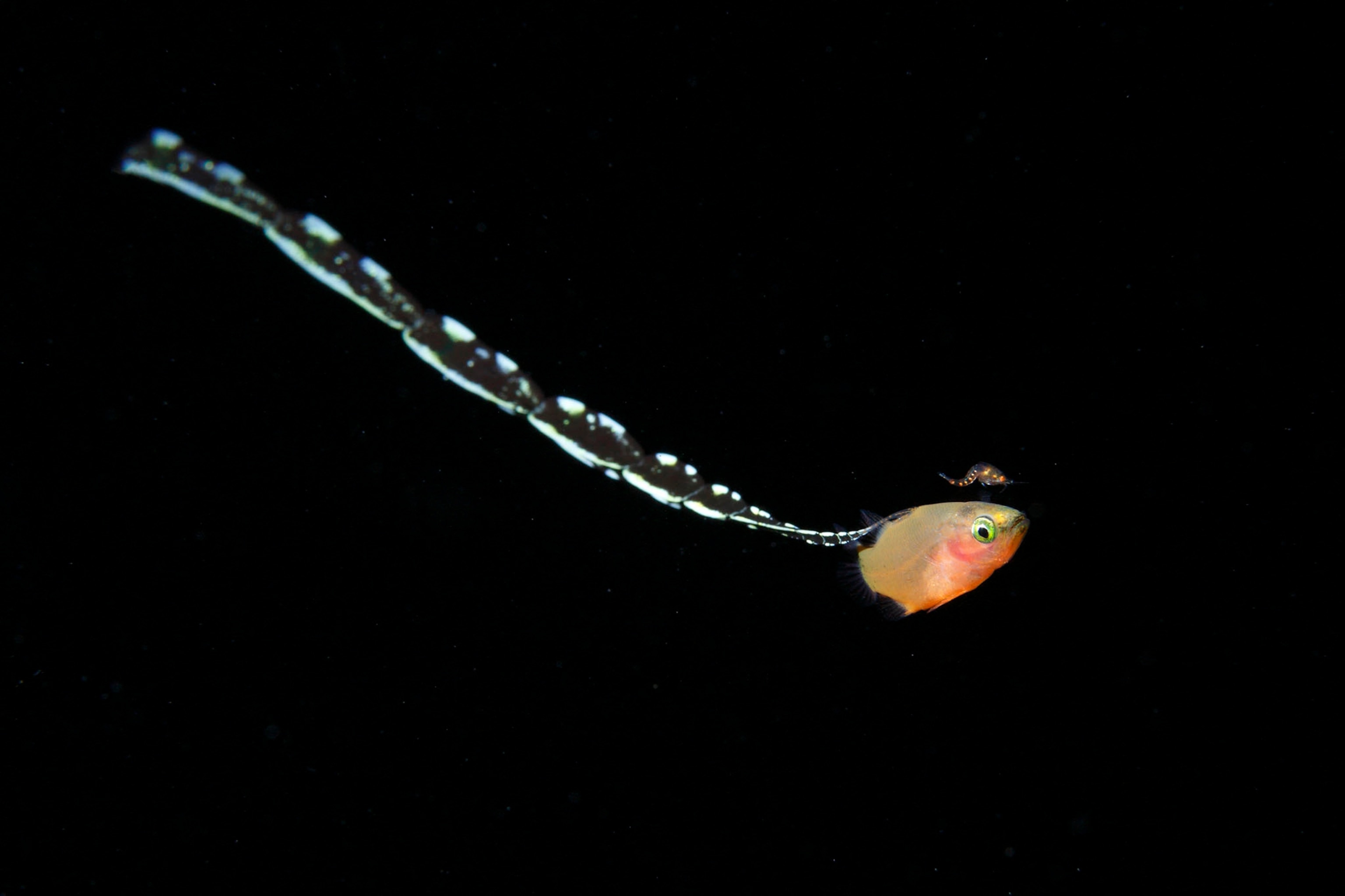 fish larvae