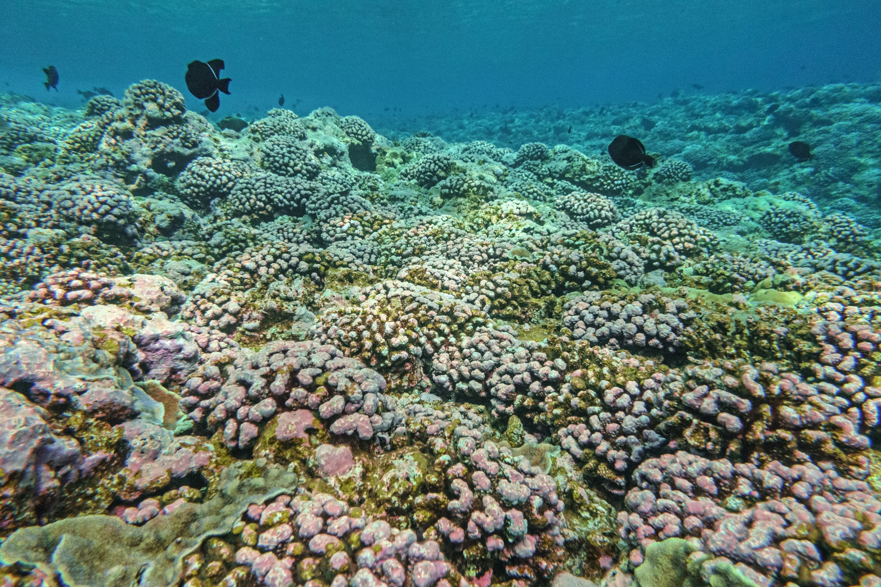 Picture of dead corals.