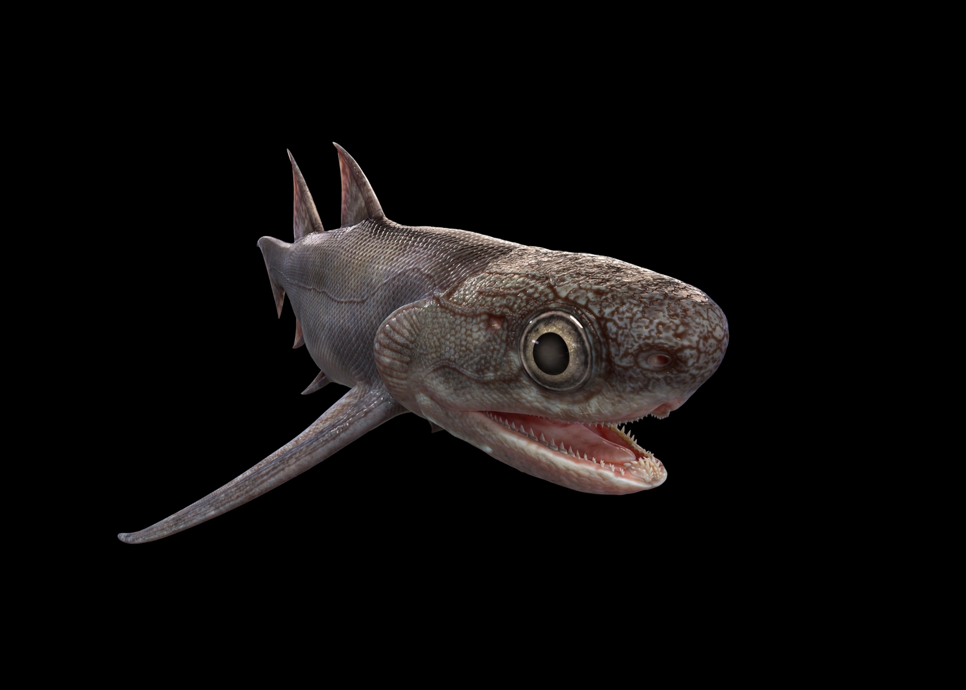 A model of Qianodus duplicis.