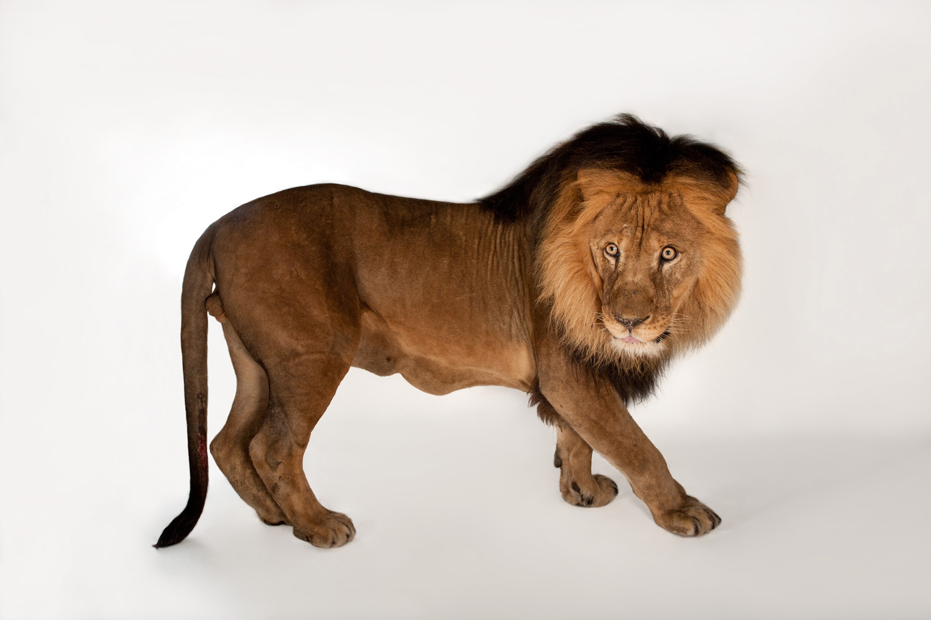 an African lion