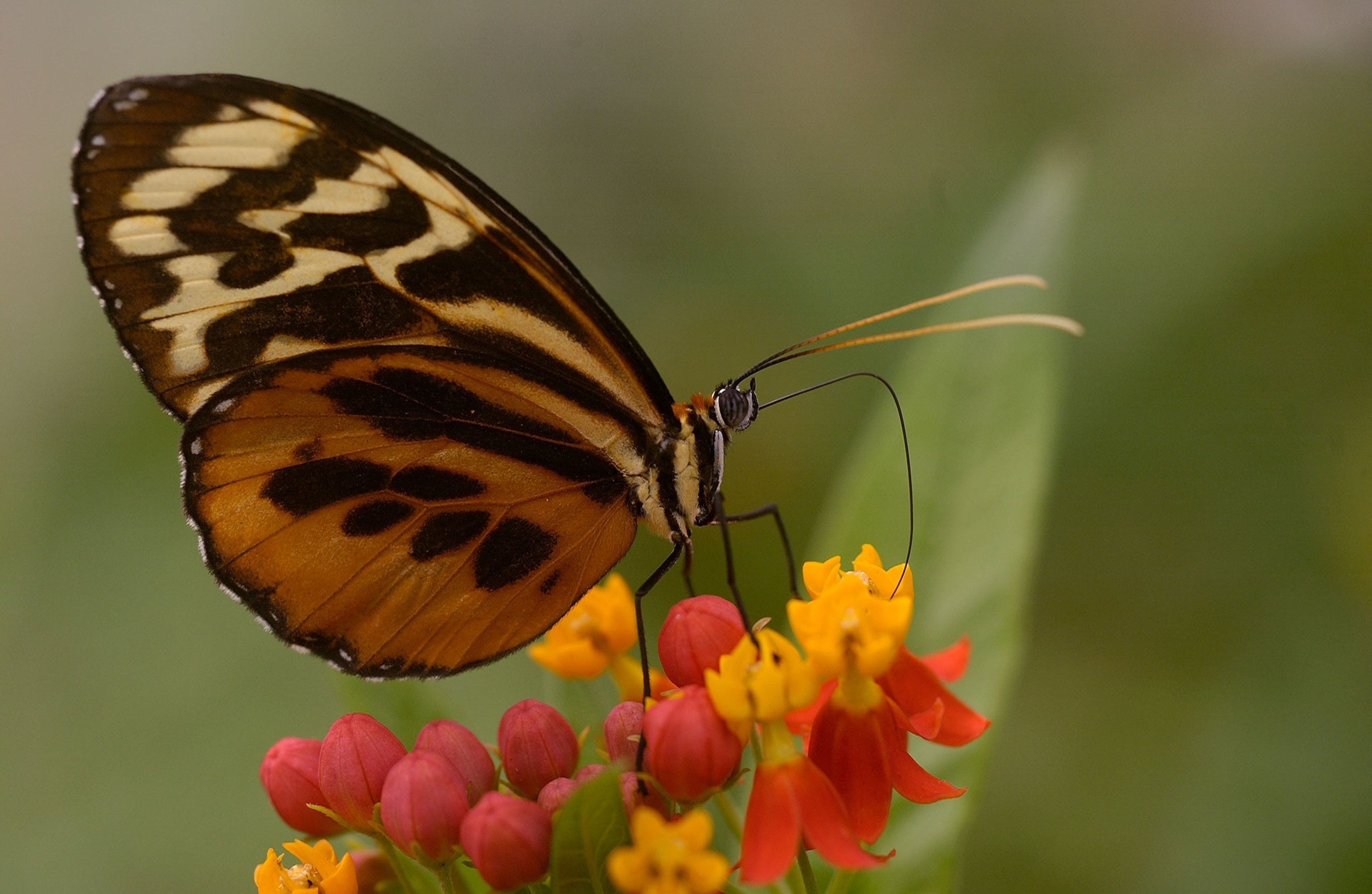a butterfly