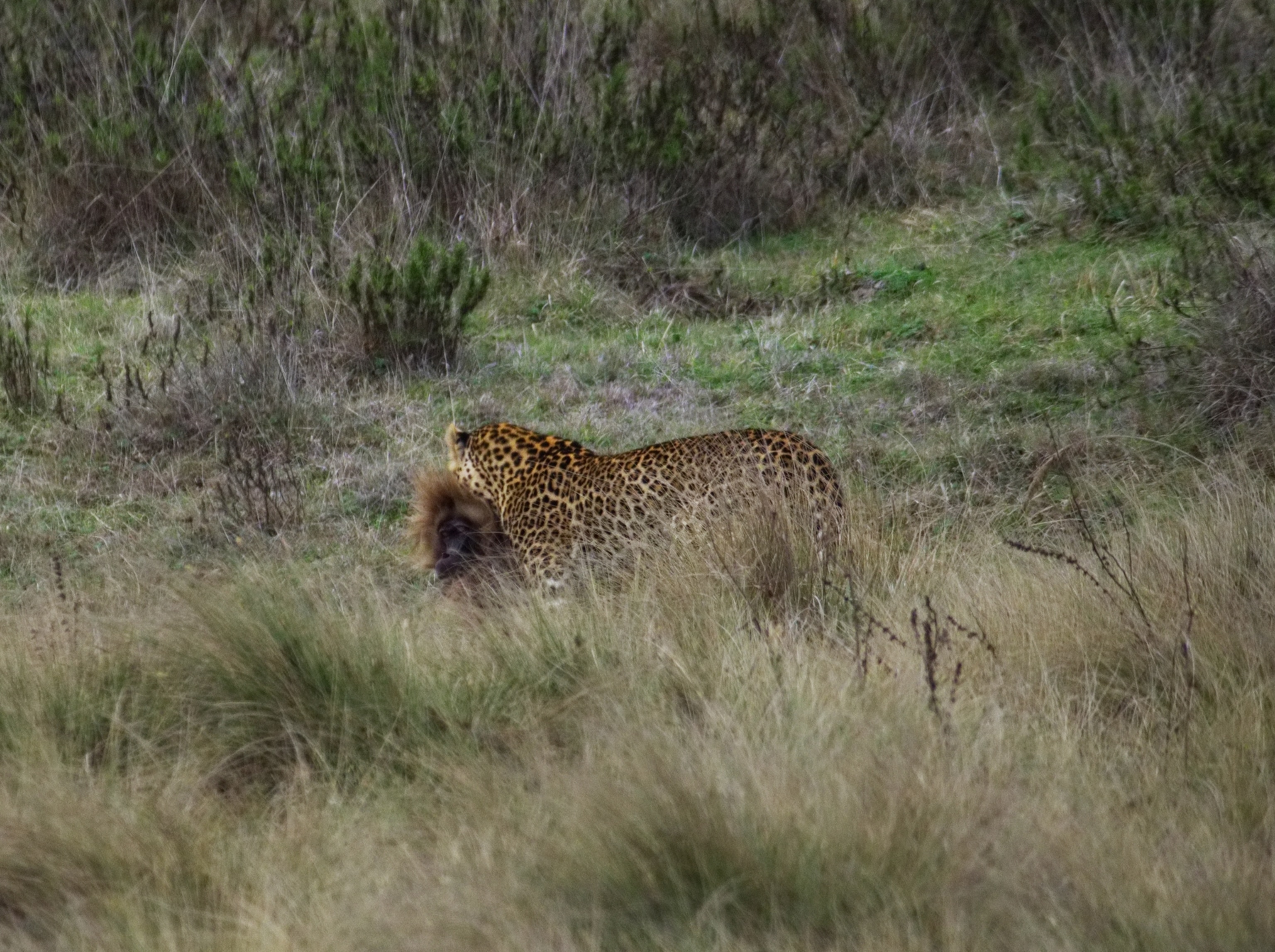 a leopard killing a gelada