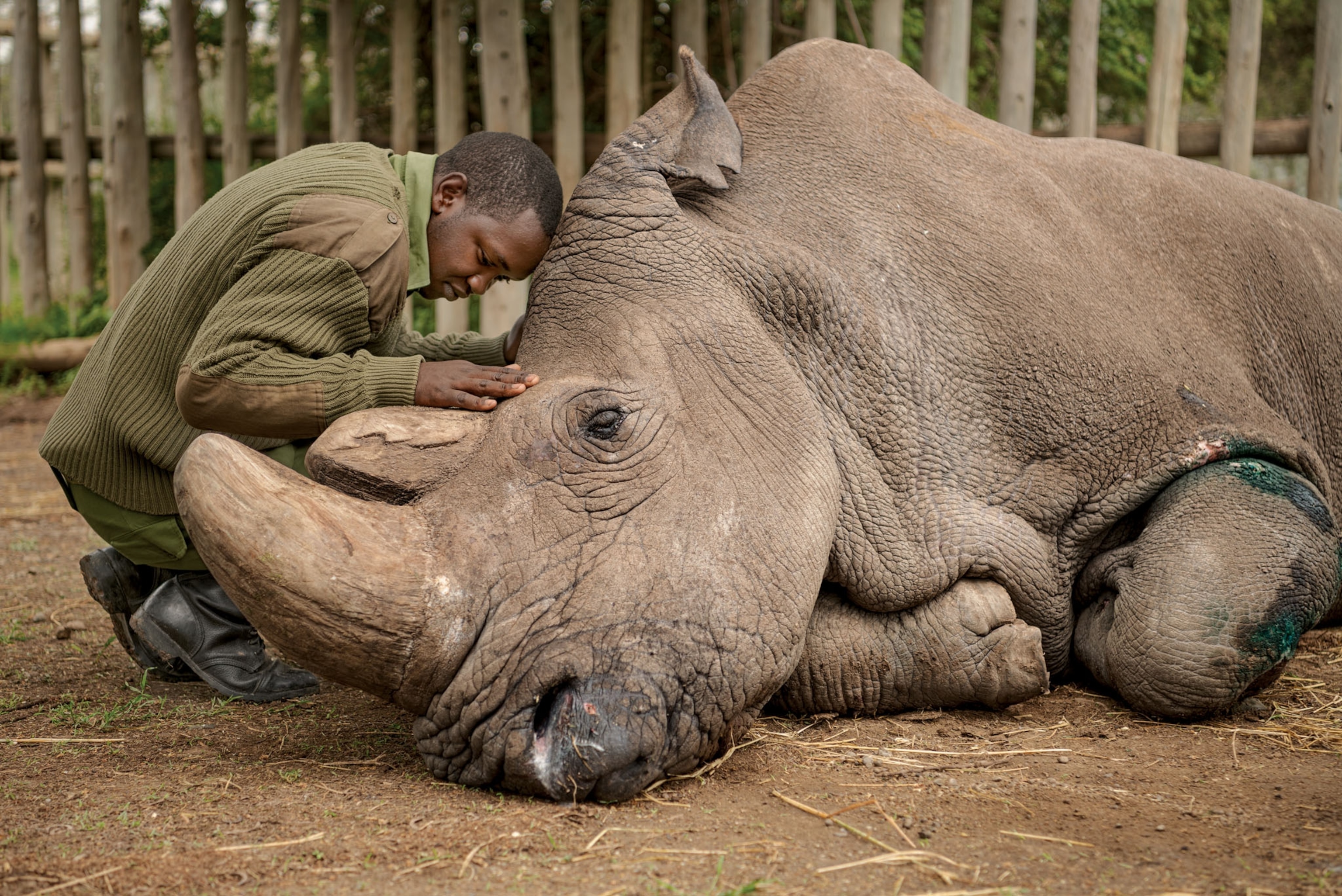 rhino with a man