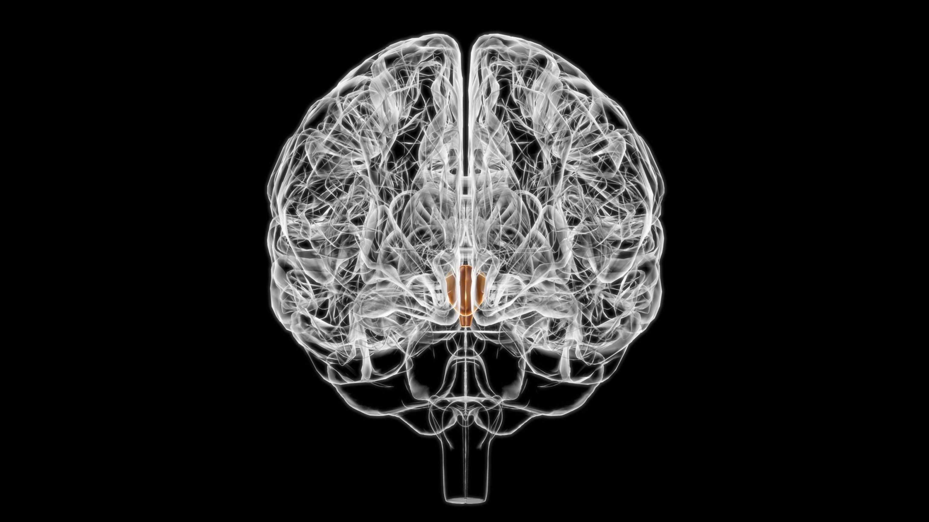Brain Hypothalamus Anatomy For Medical Concept 3D Illustration