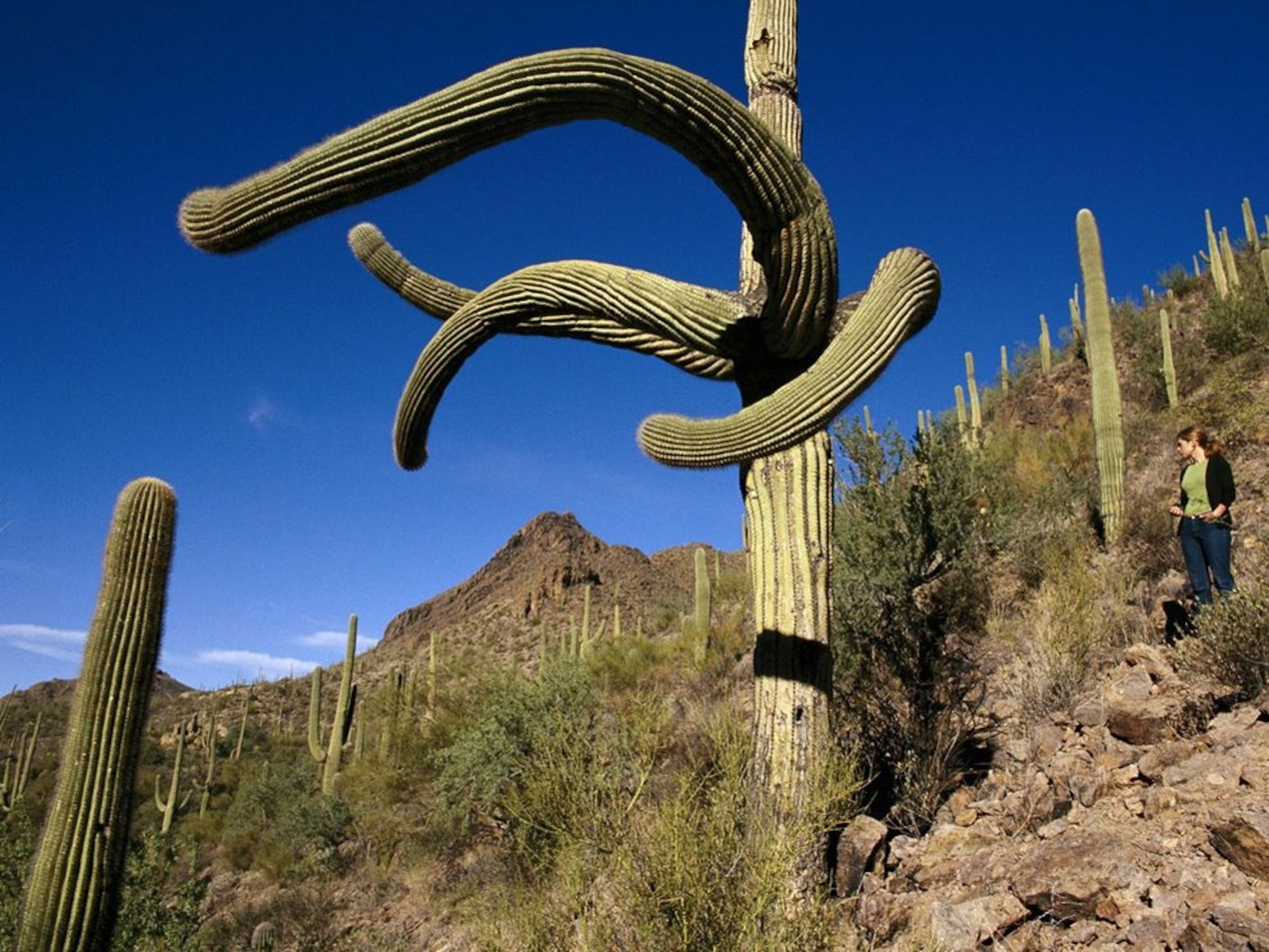 large saguaro cactuses in Saguaro National Park