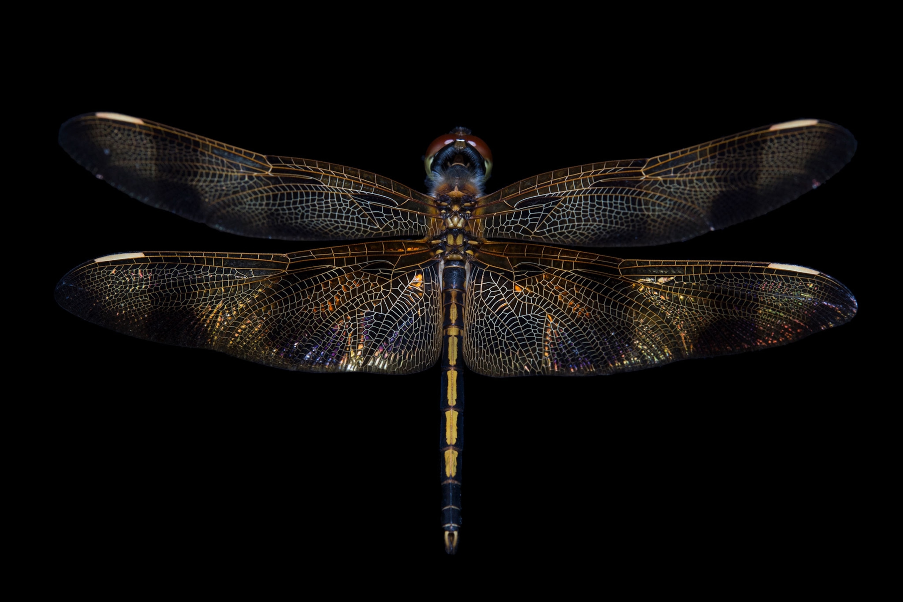 a Halloween pennant dragonfly