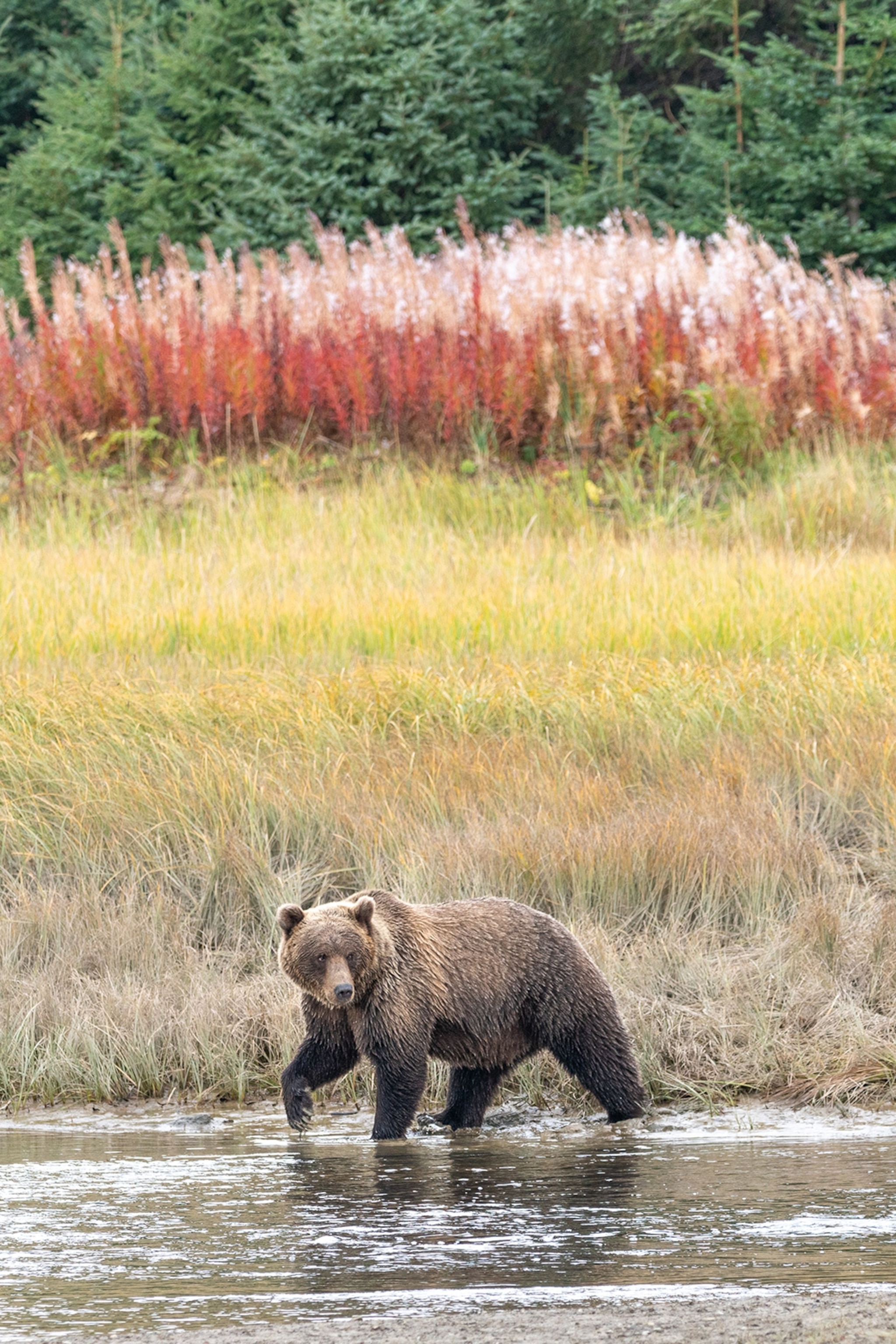 A grizzly bear wading through the shallow water of a river with grasses and the forest in the back.