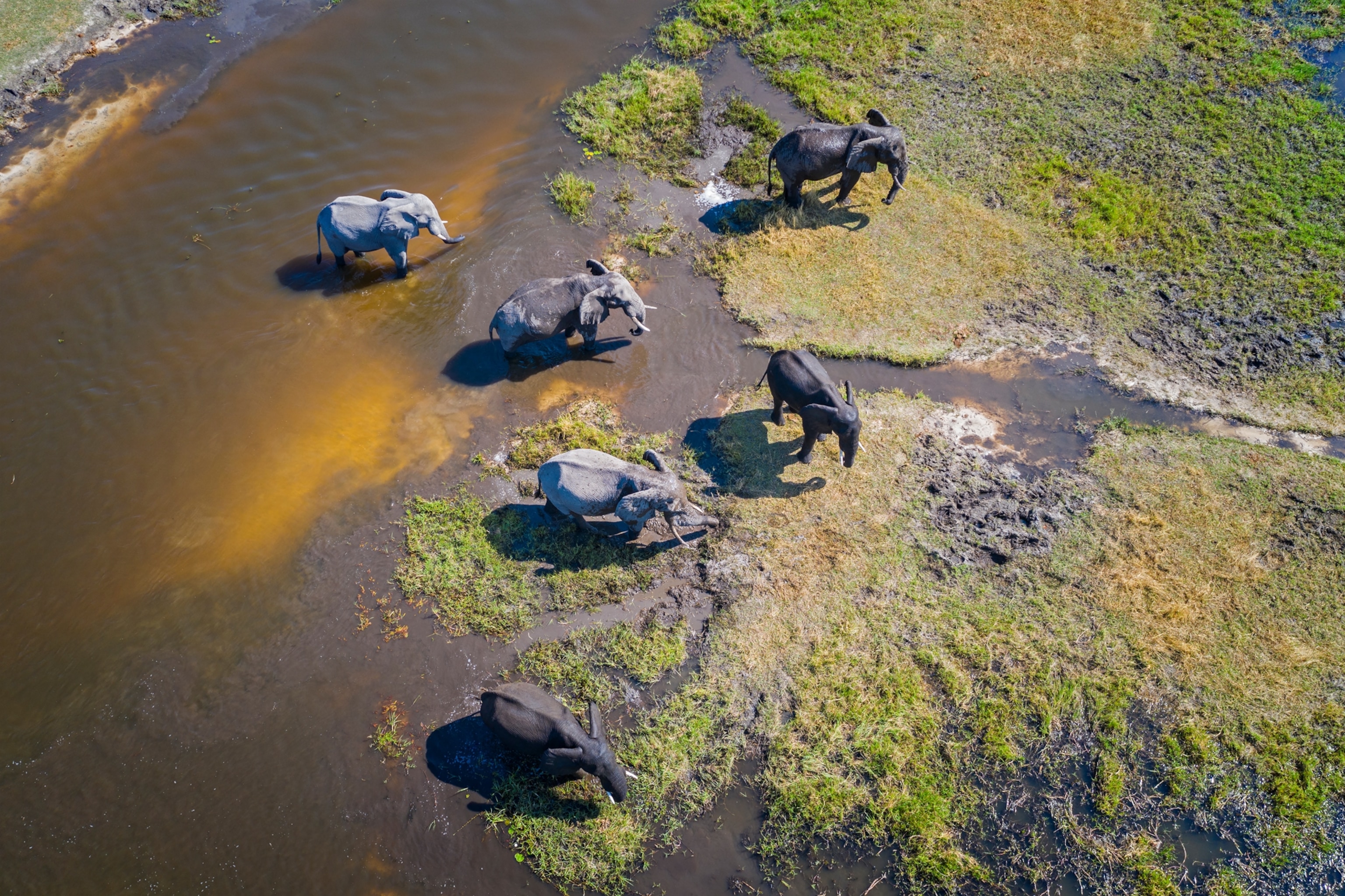 African elephants in Botswana