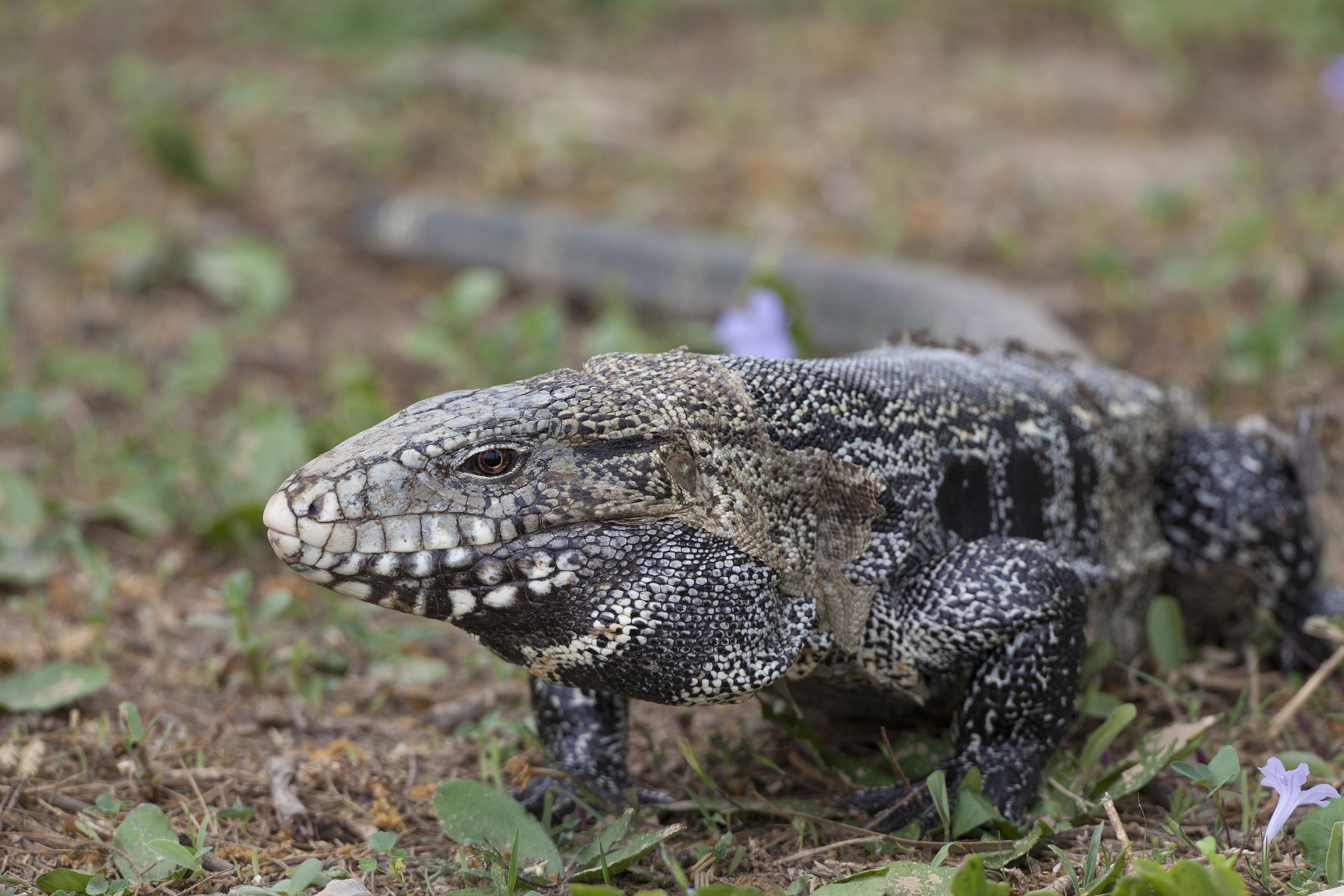 n Argentine black and white tegu