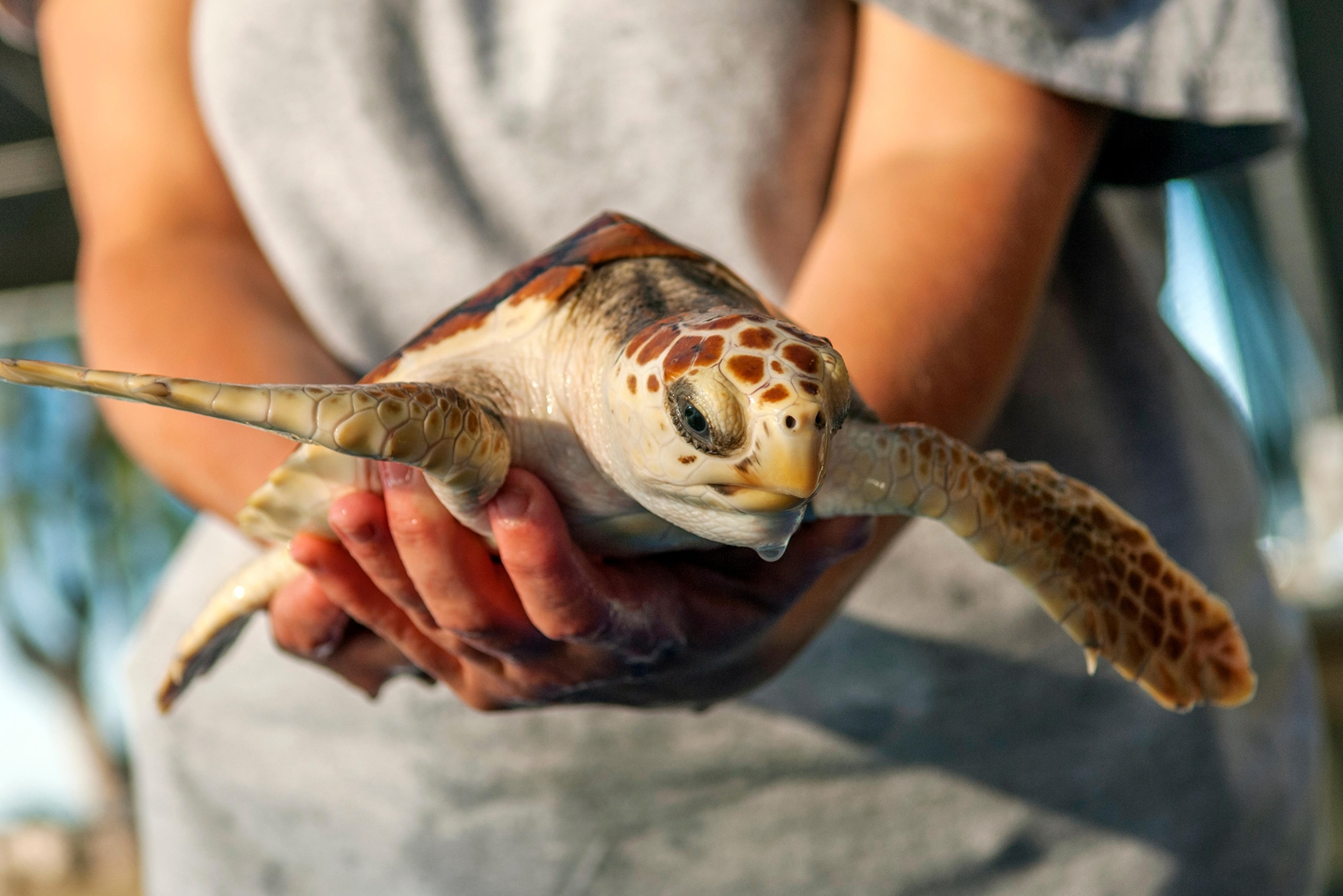 a turtle at The Turtle Hospital. Marathon, Florida