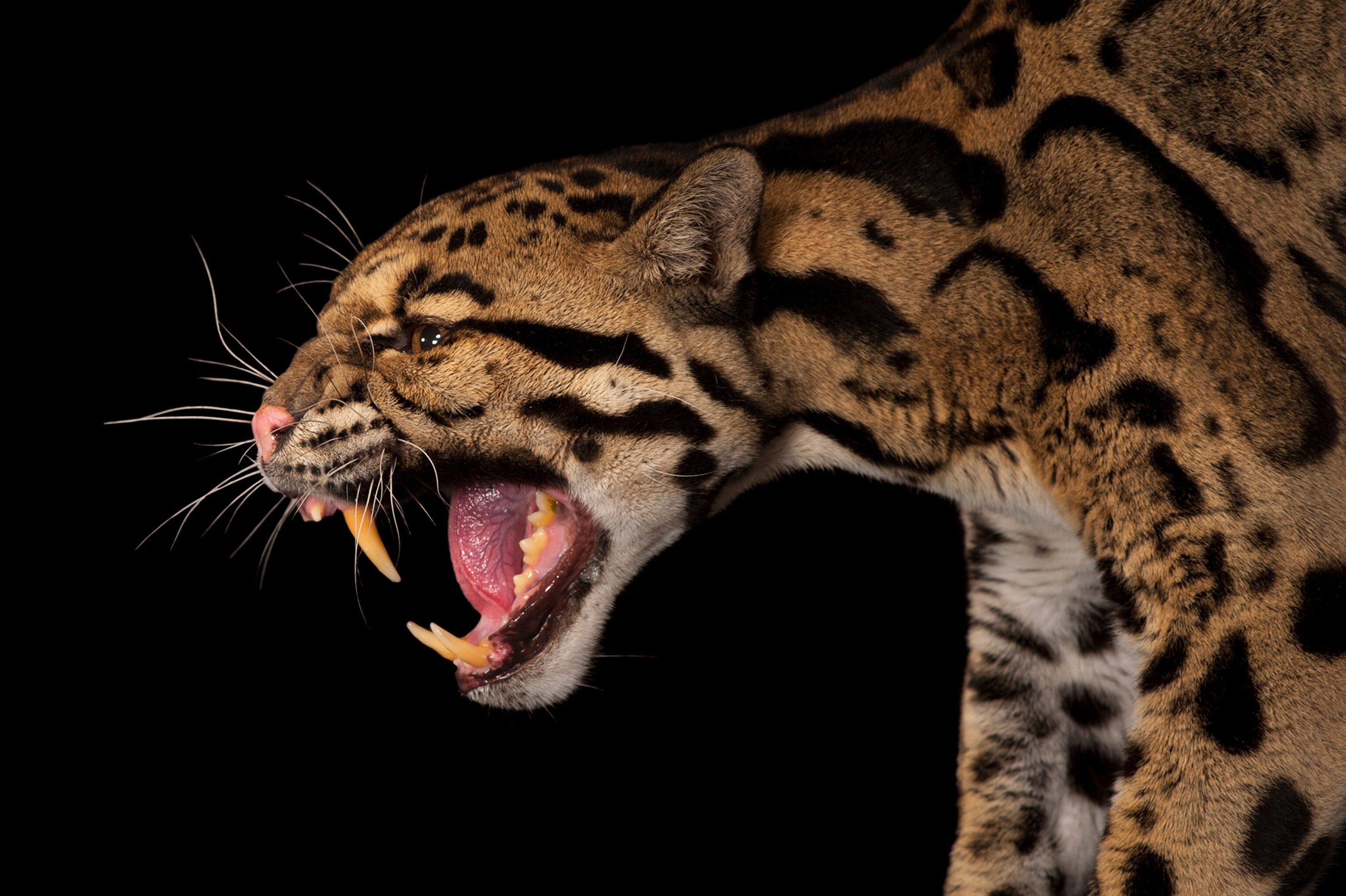 a clouded leopard