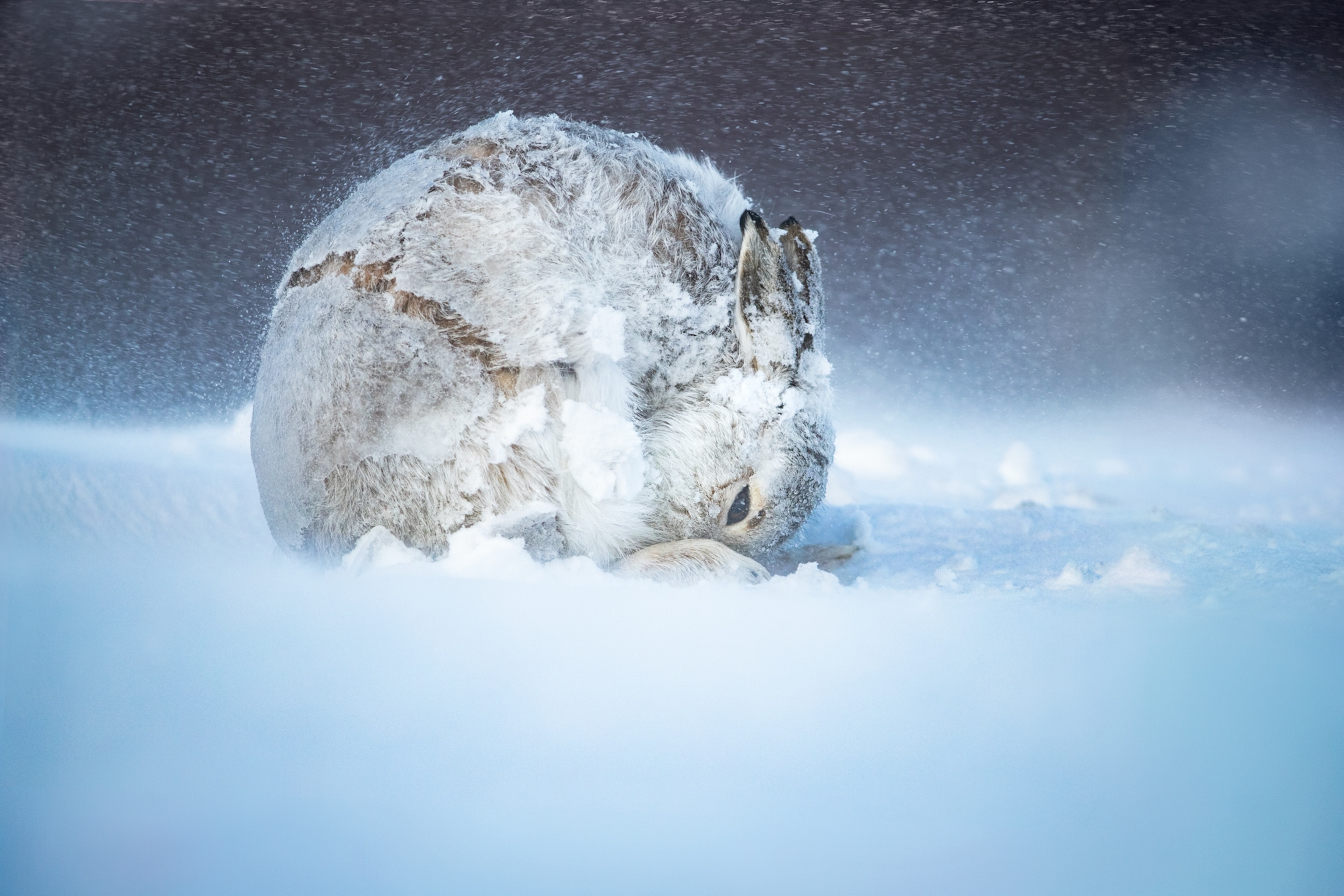Picture of a hair bundeled up in a ball while still on its feet, covered in a thin layer of ice and snow with one eye slightly open.