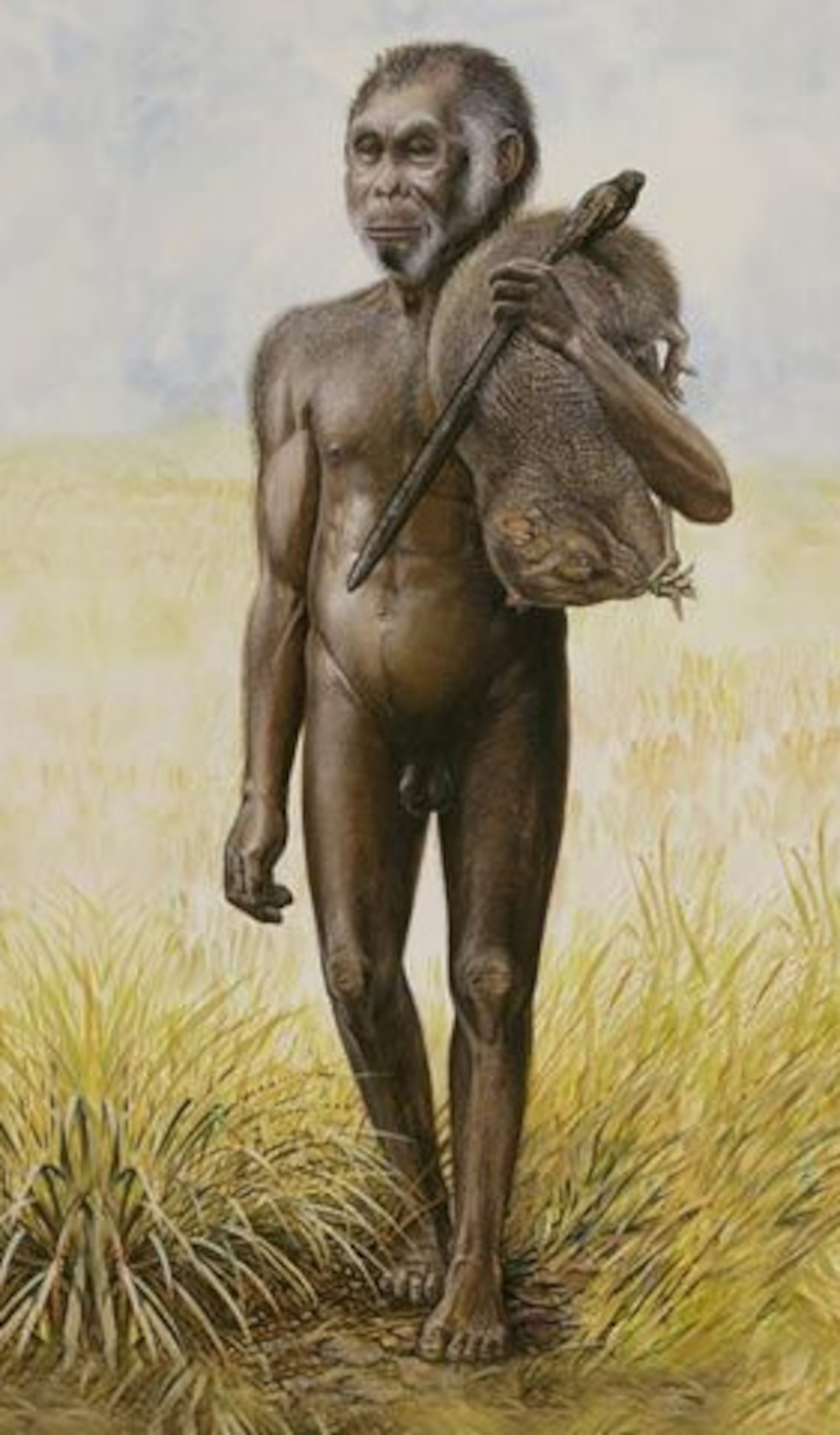 a reconstruction of Homo Floresinsis carrying a giant rat over the left shoulder.