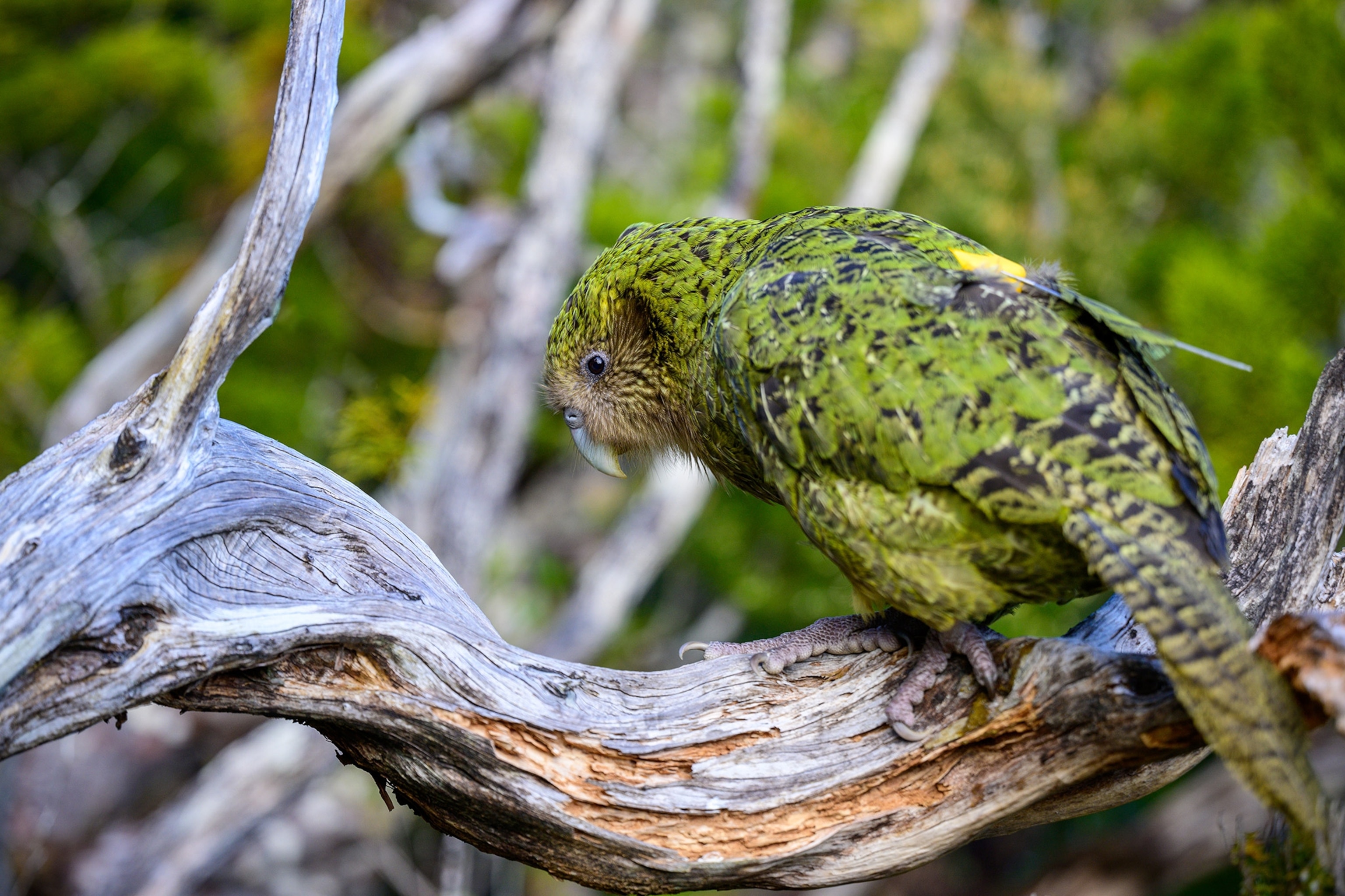 A bird sits on a branch you see the array of green and yellow feathers.