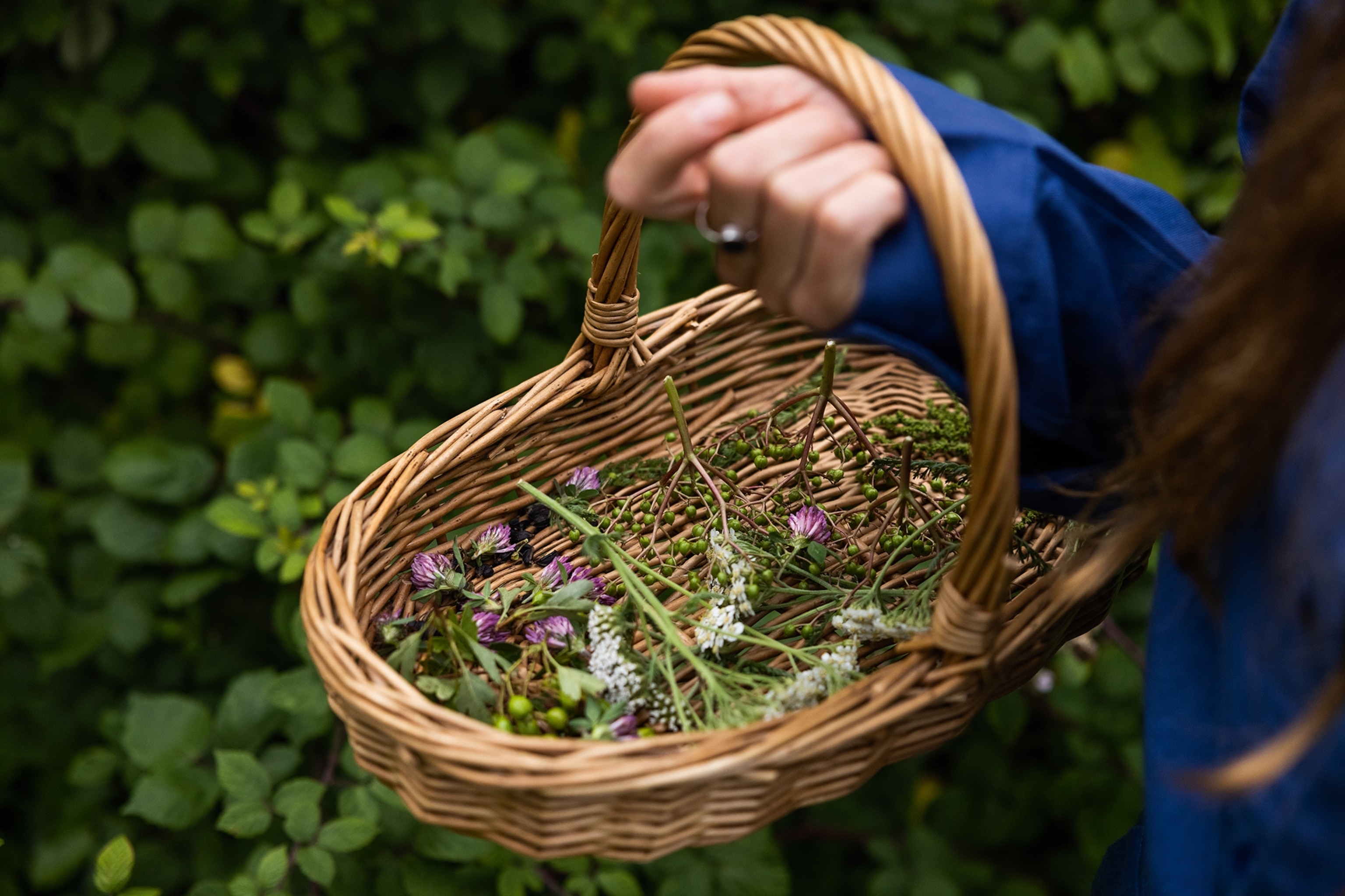 A close-up on a shallow wicker basket held by someone in a forest with different foraged herbs inside.