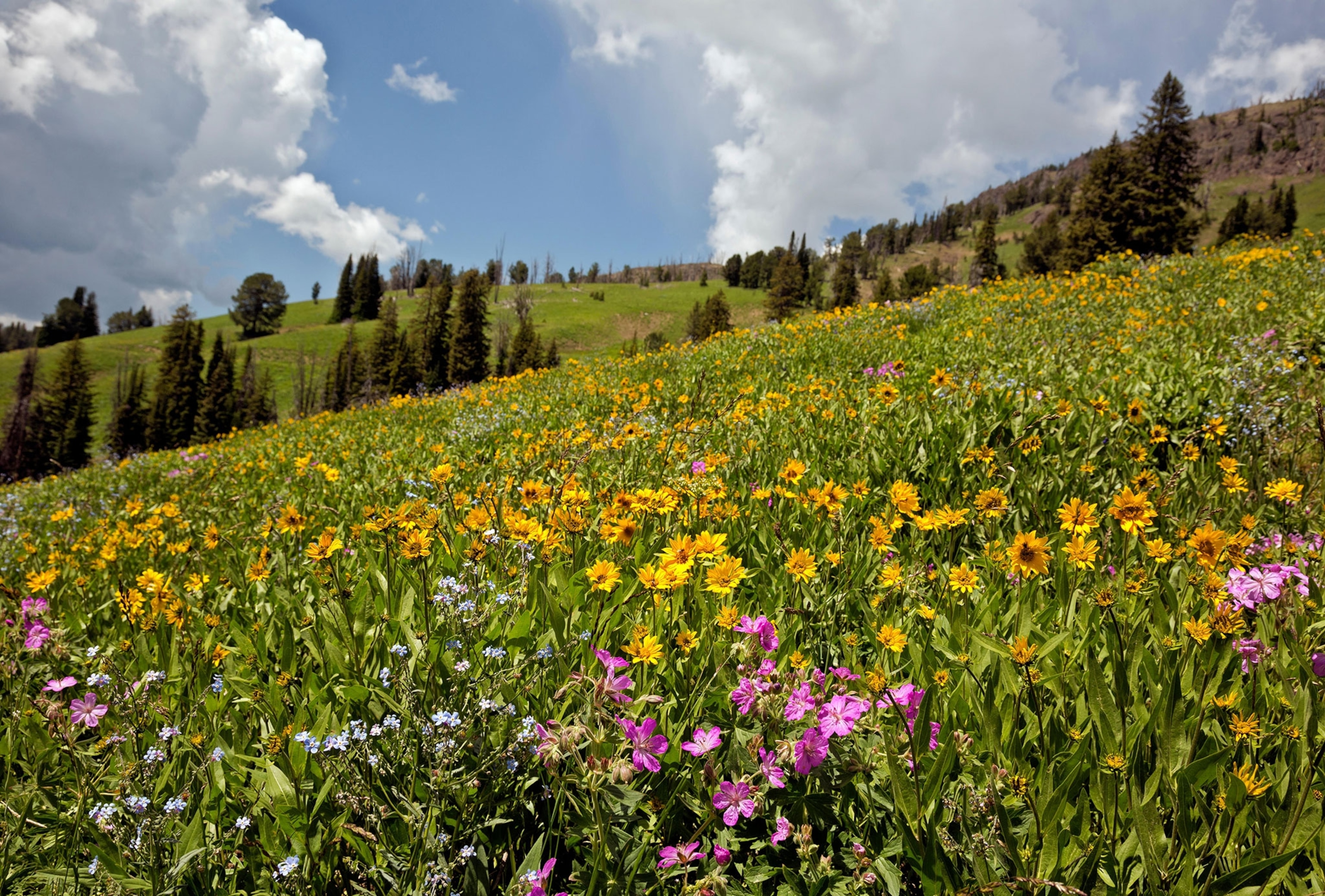 wildflowers in Yellowstone National Park