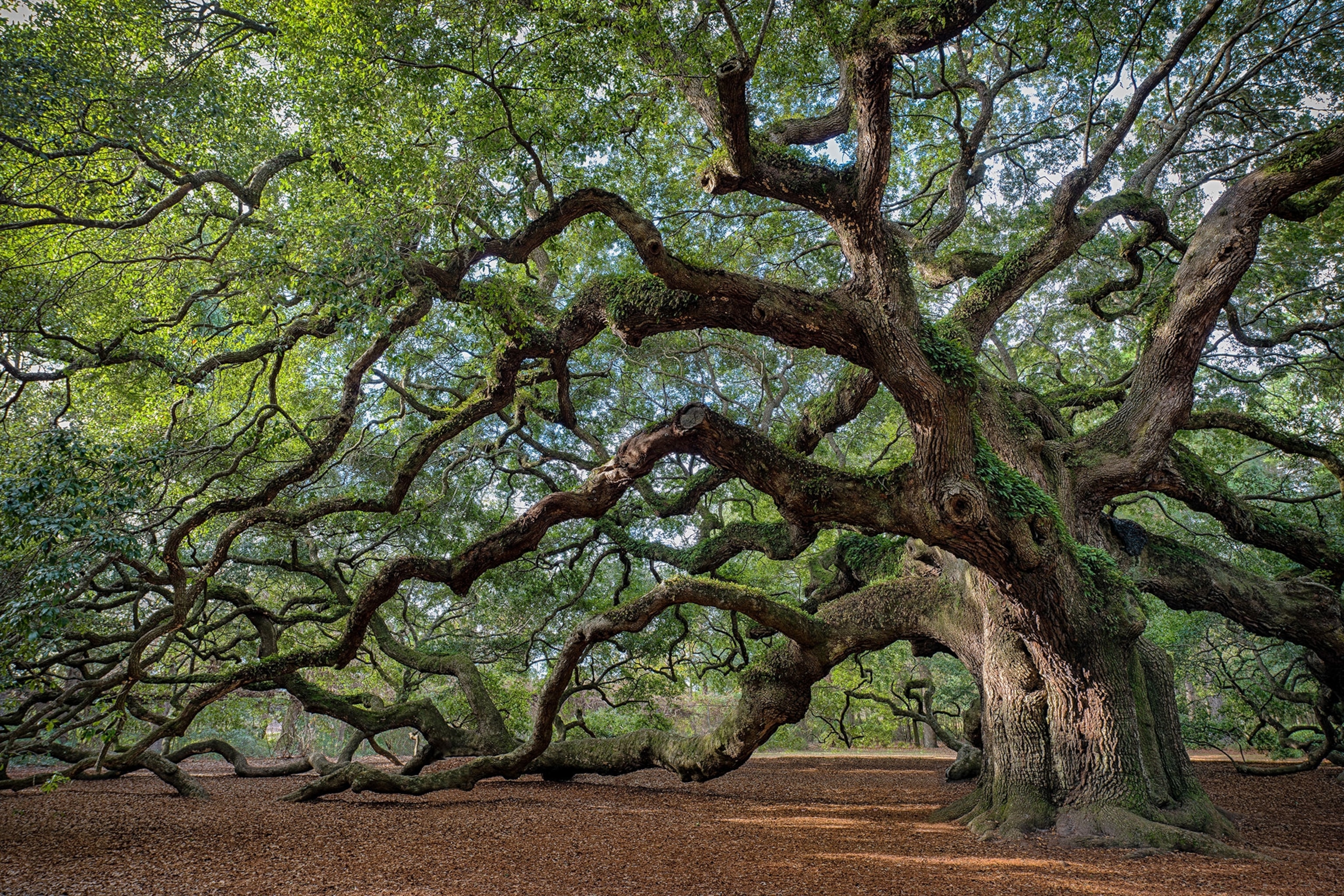 an oak tree in South Carolina