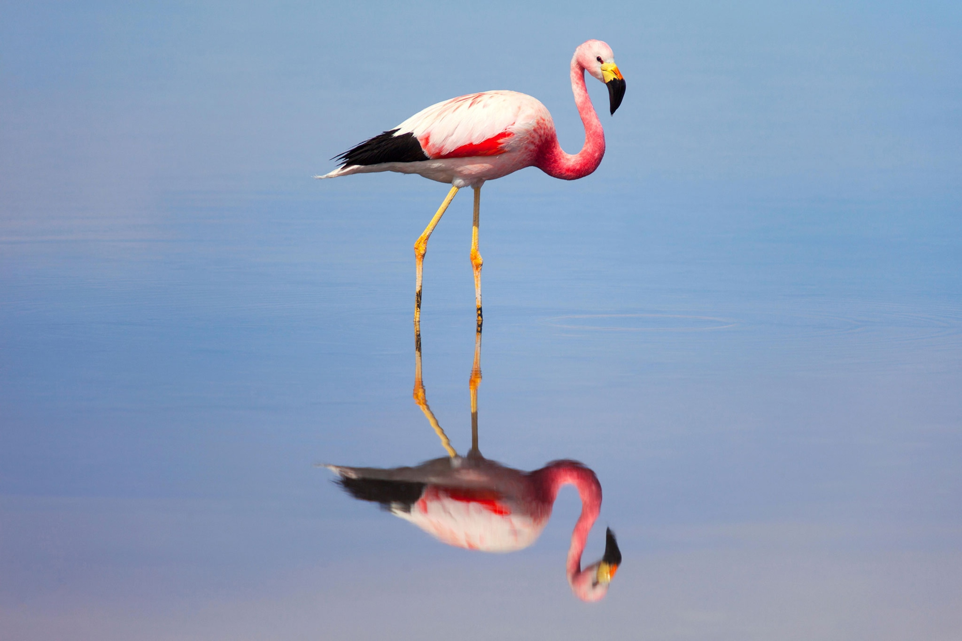 a flamingo in the Atacama desert
