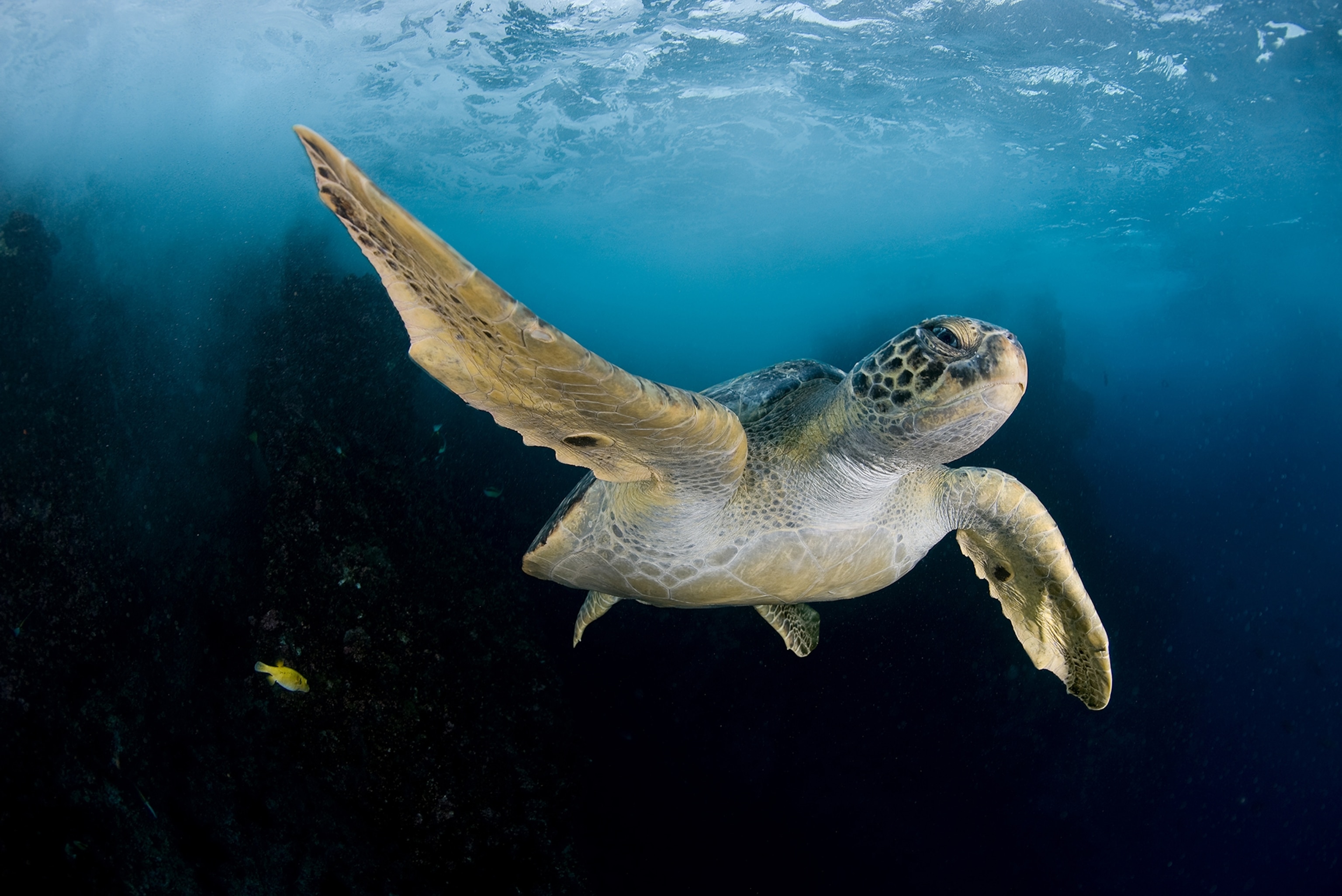 turtle.