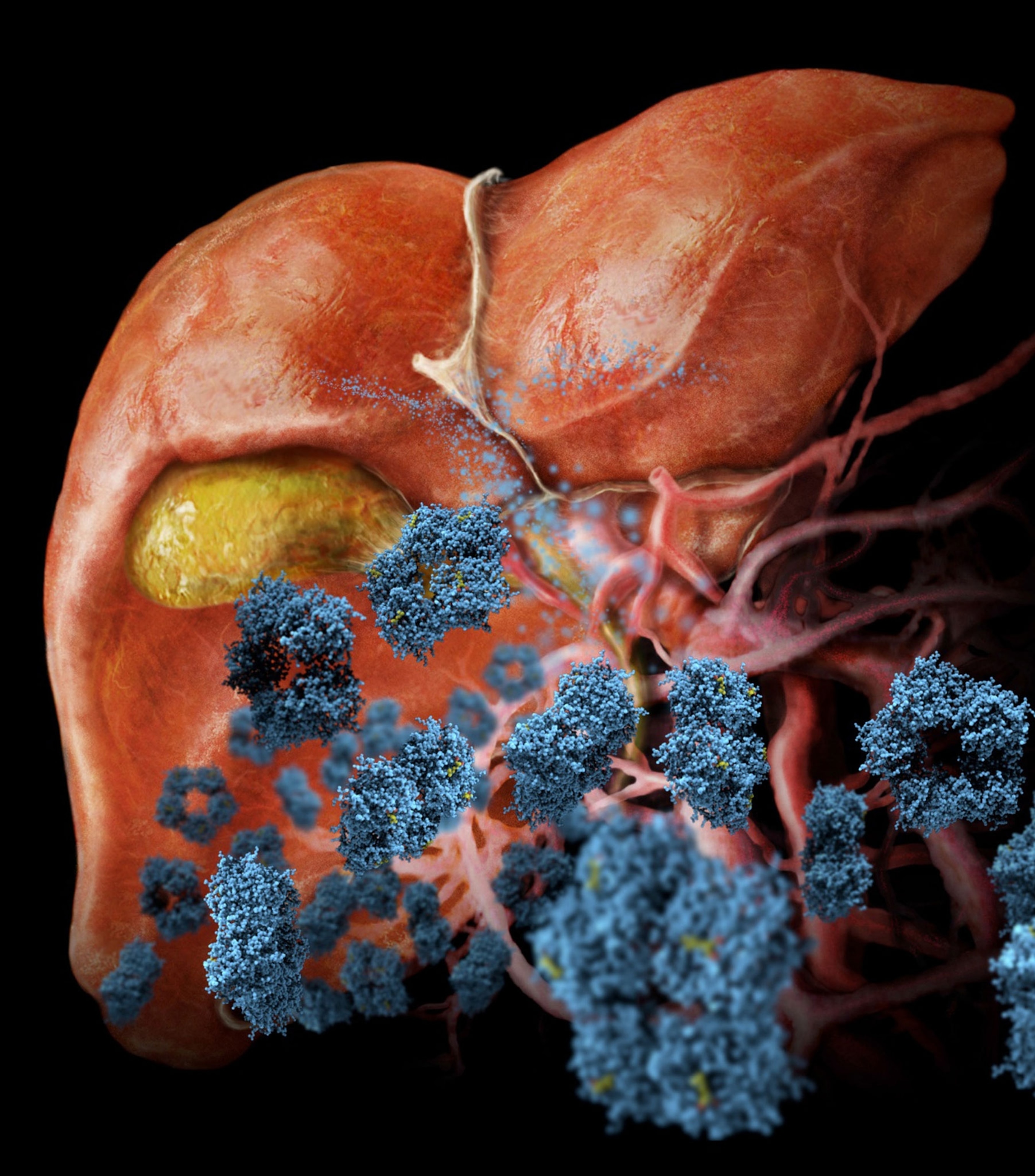 Medical visualization the liver with fat cells triggering the production of C-reactive protein, colored blue.