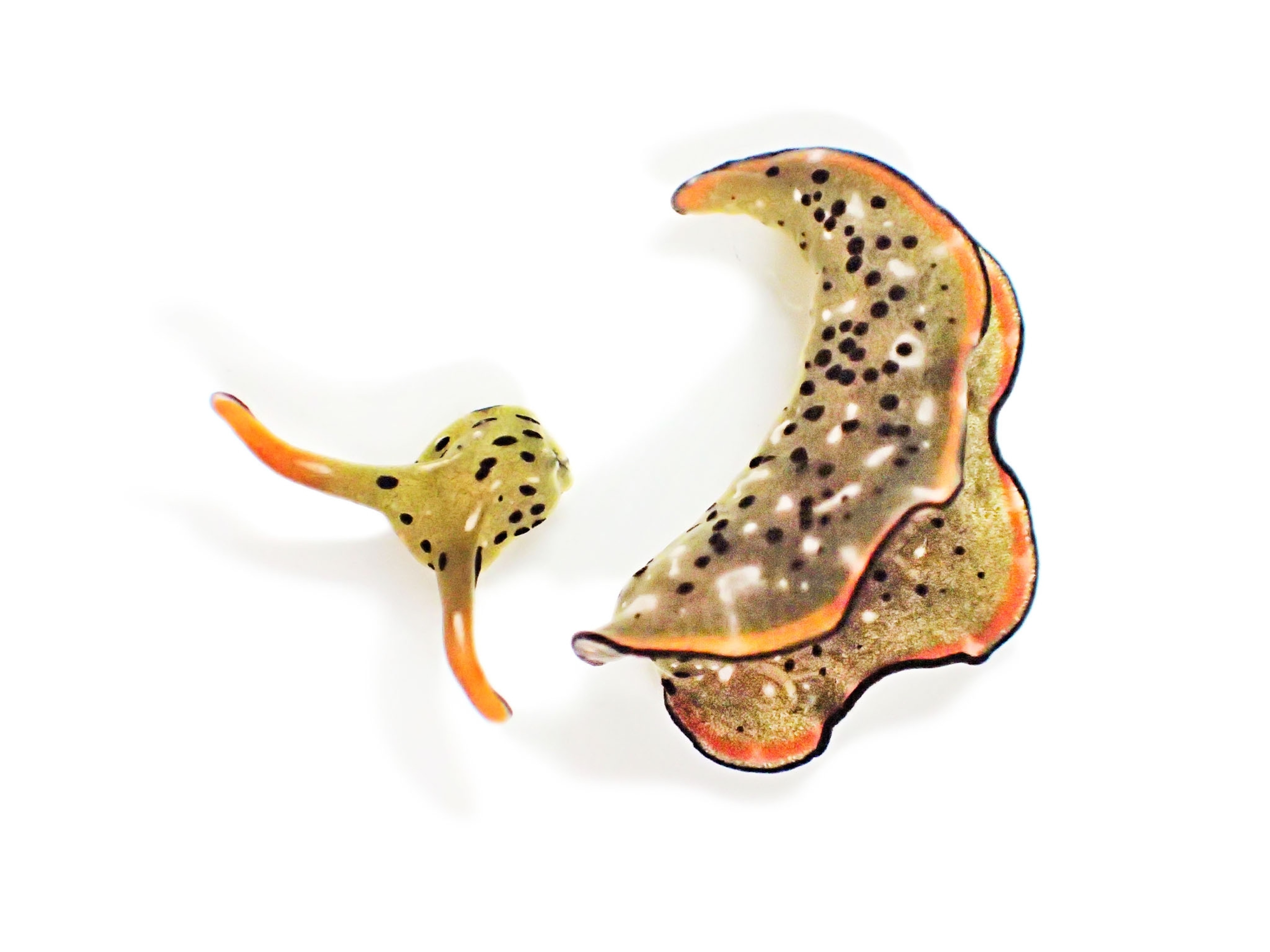 Picture of the head and the body of sea slug, separated from one another.