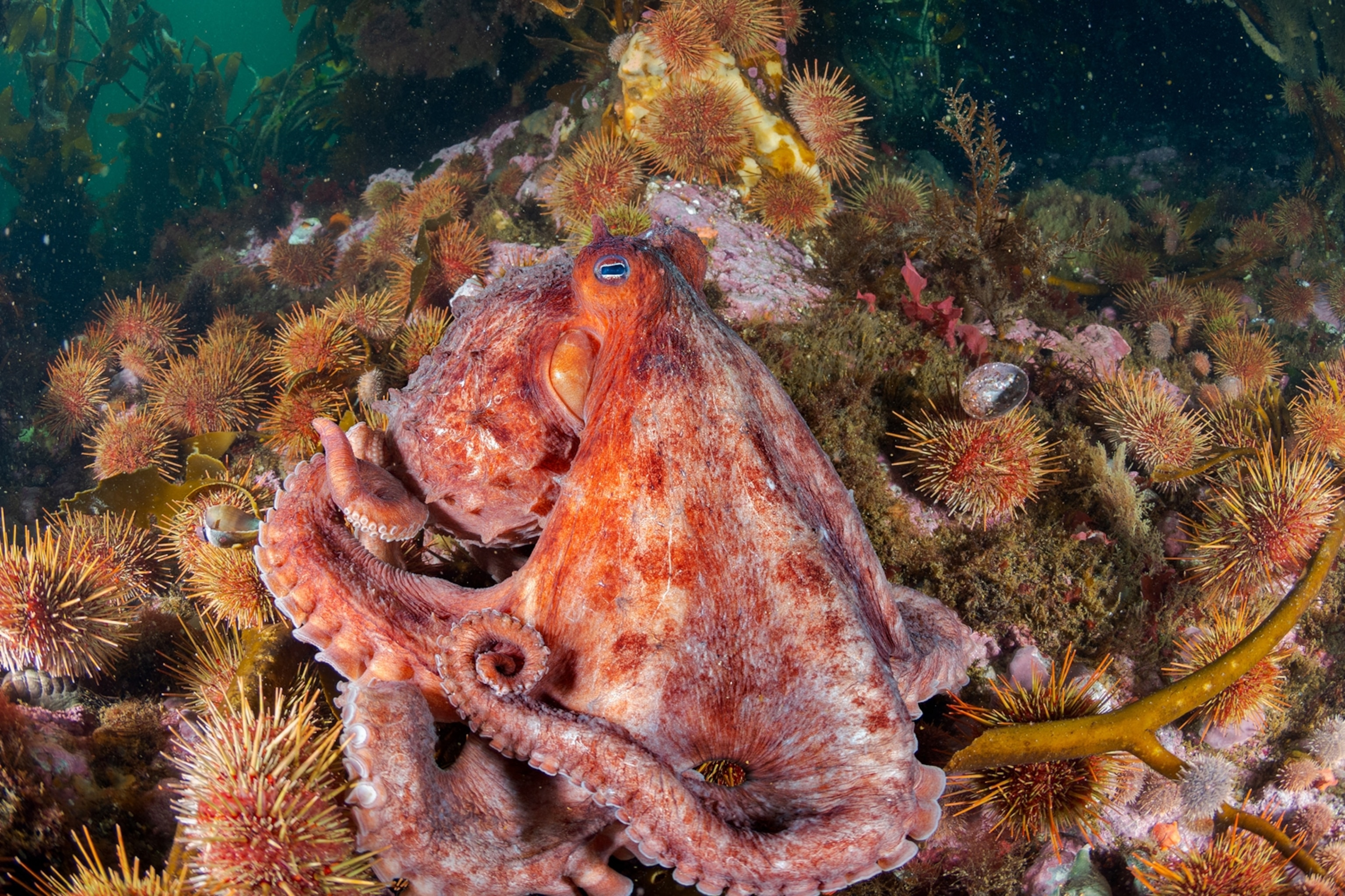 underwater marine life