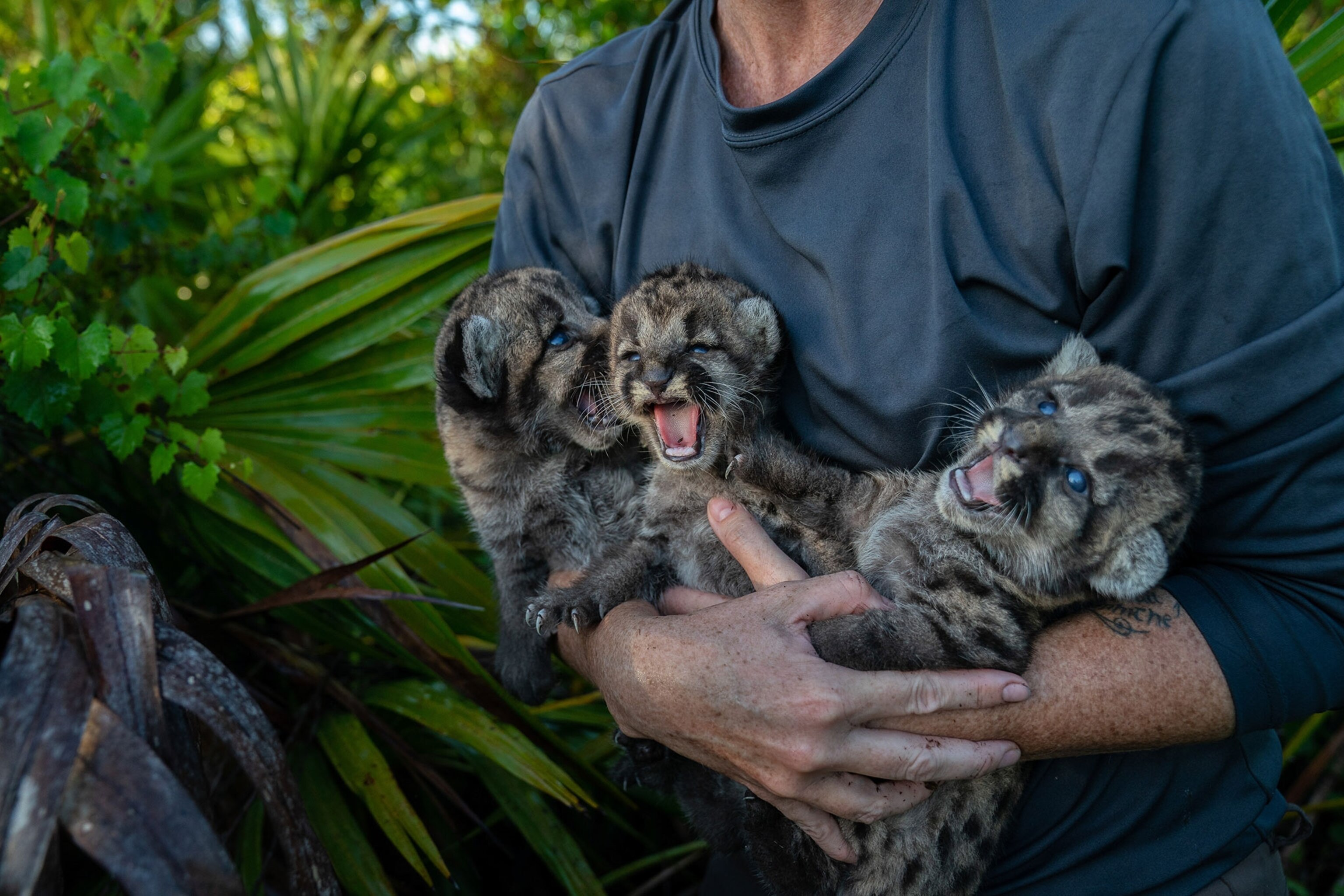 a panther veterinarian holding a litter of kittens