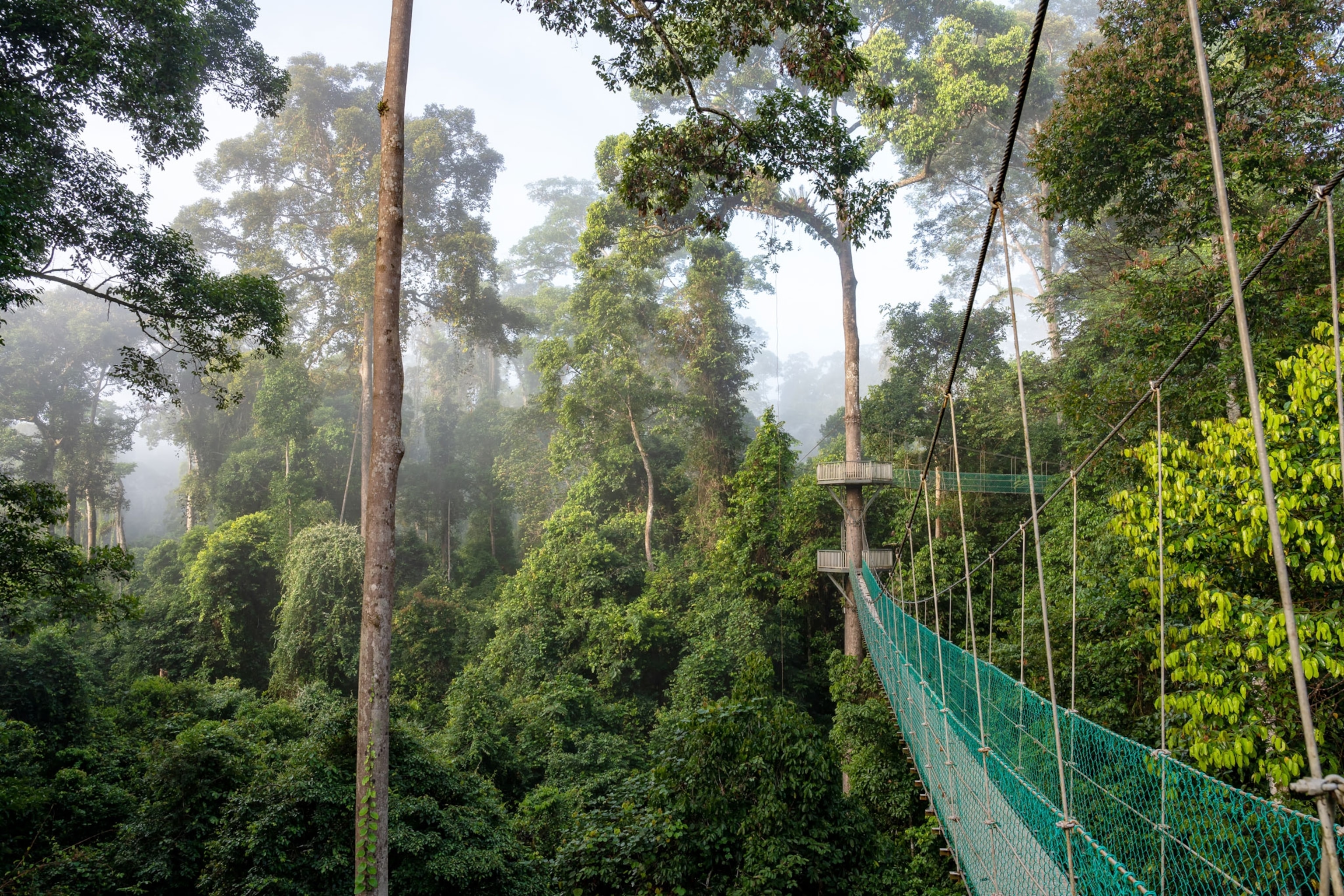 View of the Tree Top Canopy at Danum Valley Tropical Rainforest.