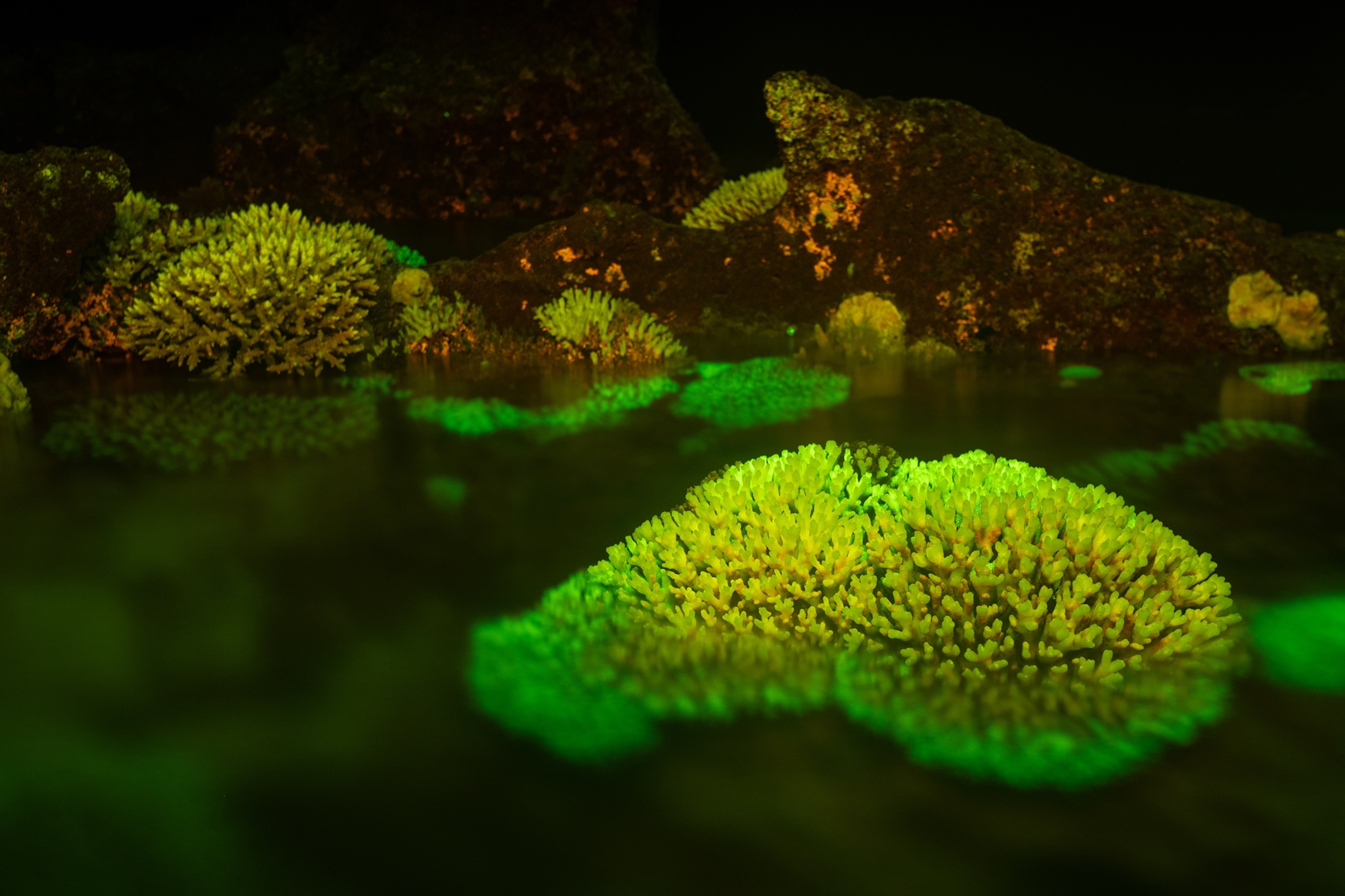 Hard corals in the shallow Lord Howe Island lagoon; living coral tissue fluoresces bright green, whereas the yellow and non-flouresence tops of coral colonies are now dead.