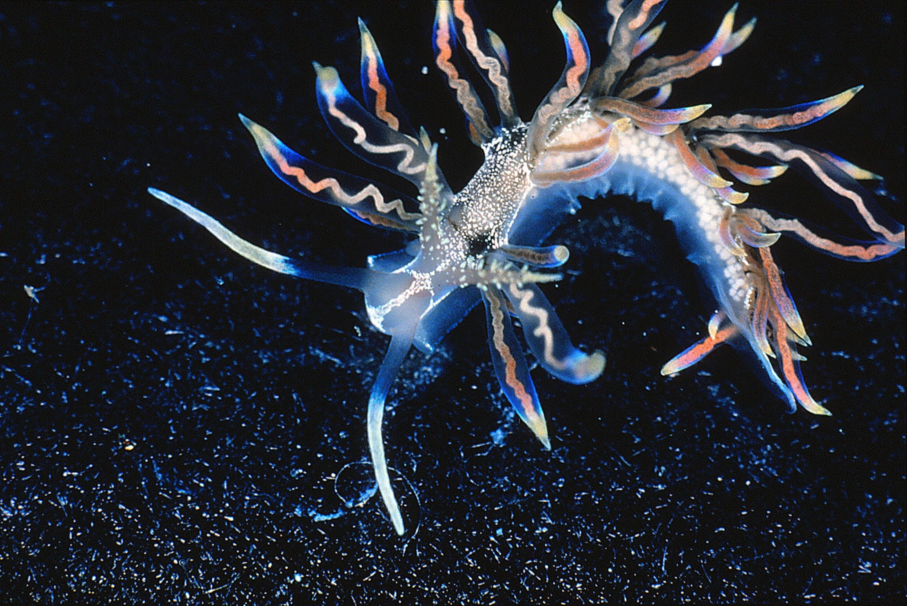 a sea slug