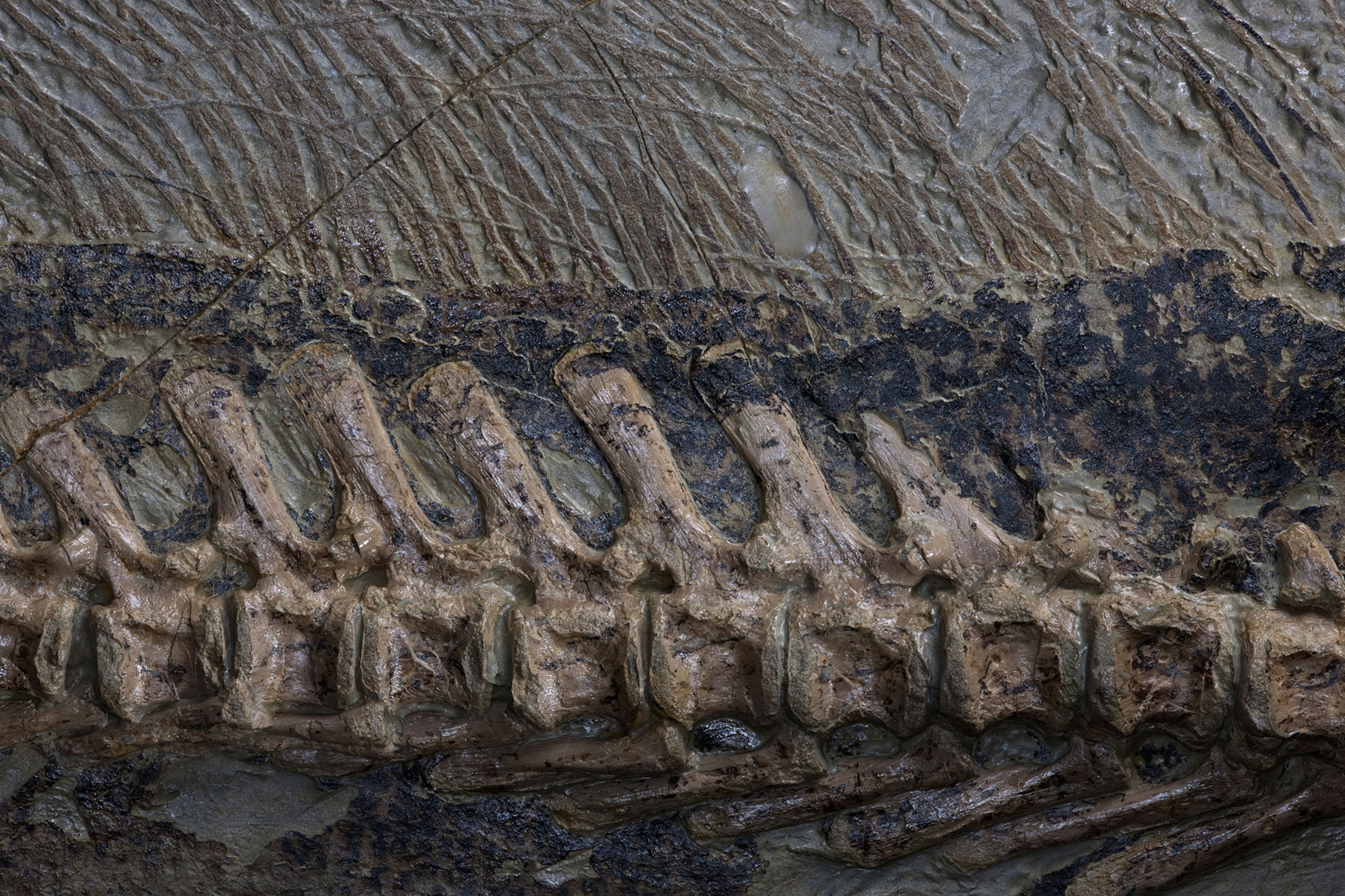 a Psittacosaurus fossil with long bristle-like structures on the proximal part of tail.