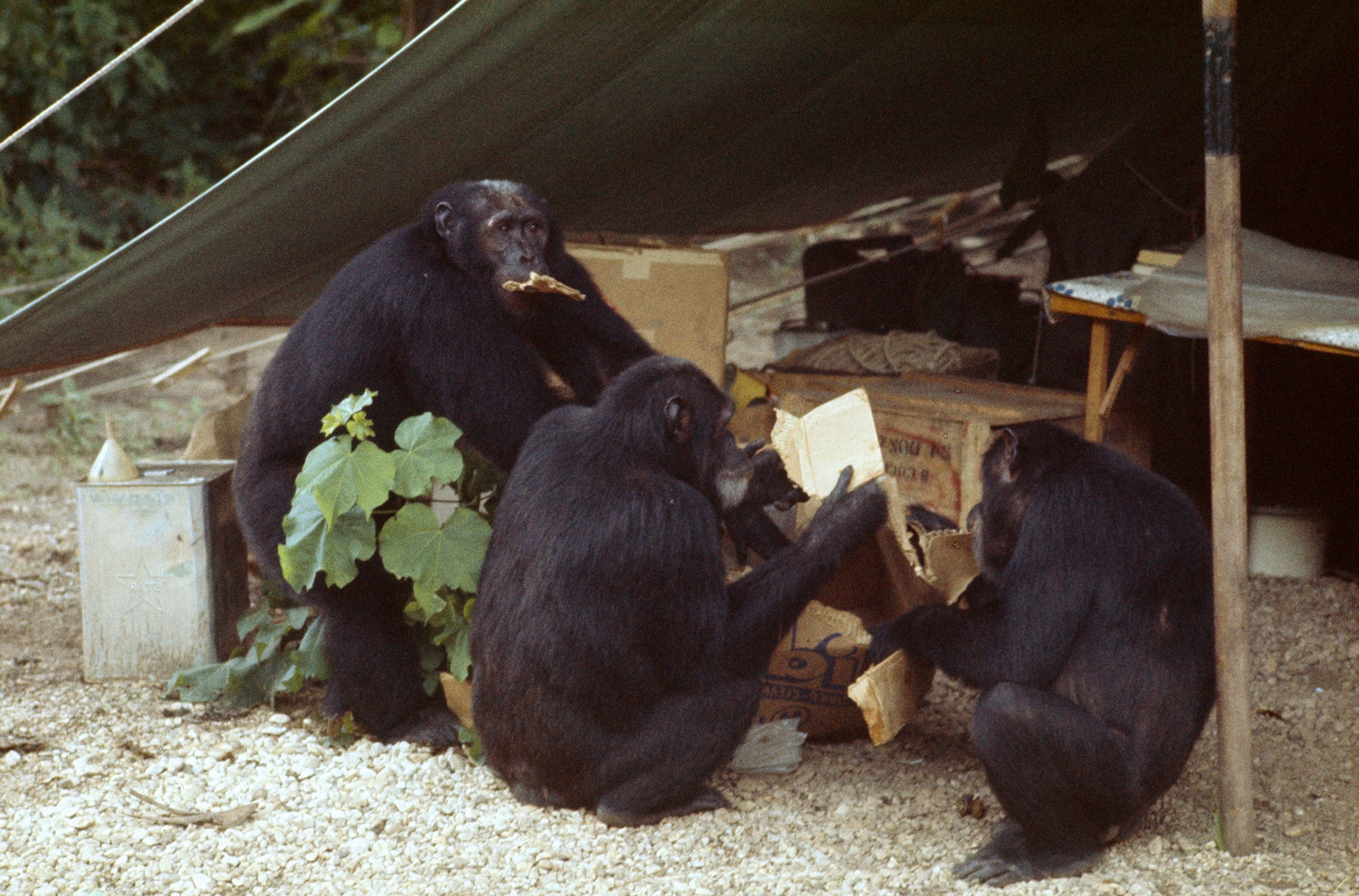 chimpanzees in a campsite