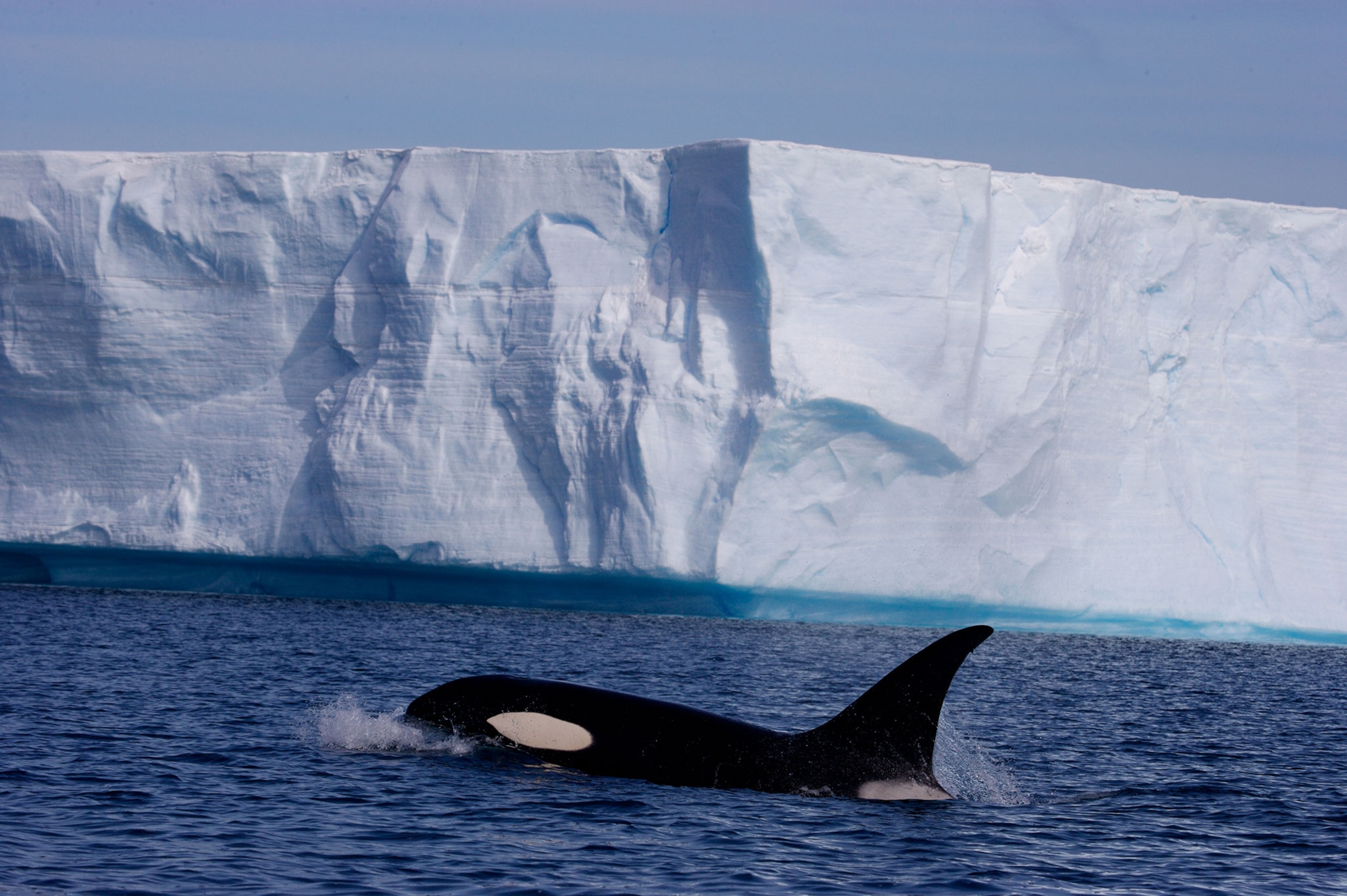 orca