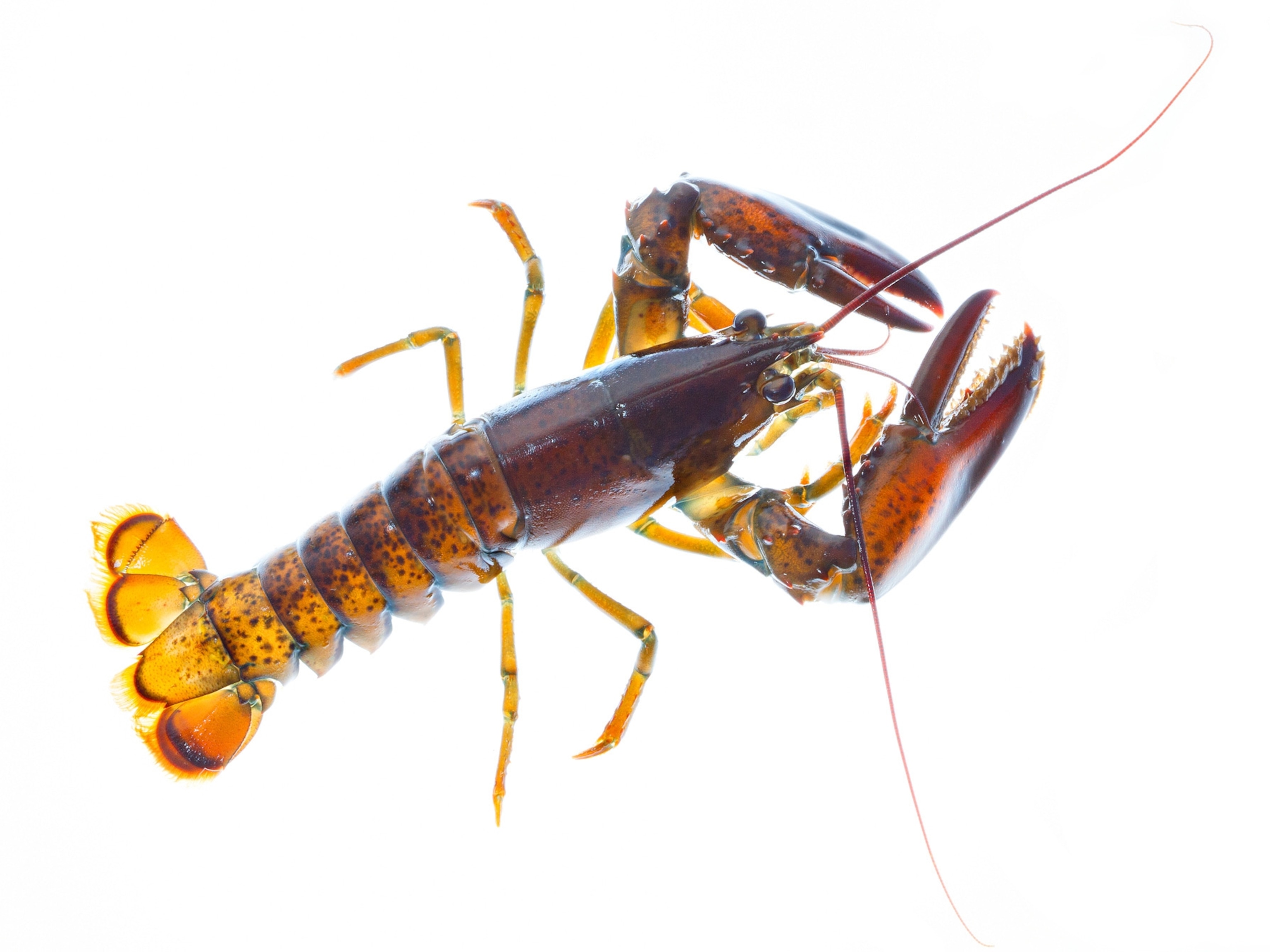 a lobster
