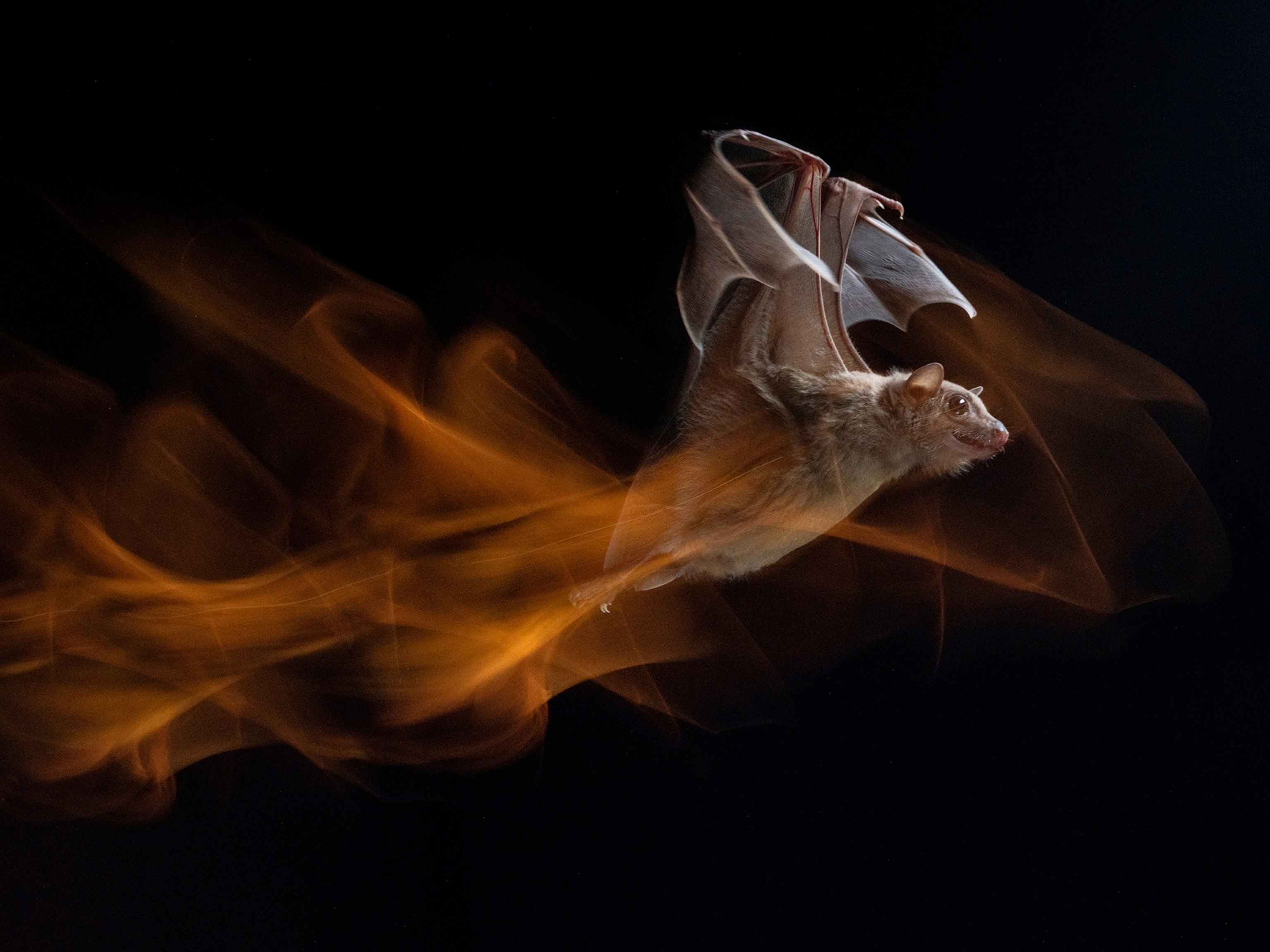 A bat flaps it's wings on a black background. Orange, misty, clouds surround the bat in a circular motion.