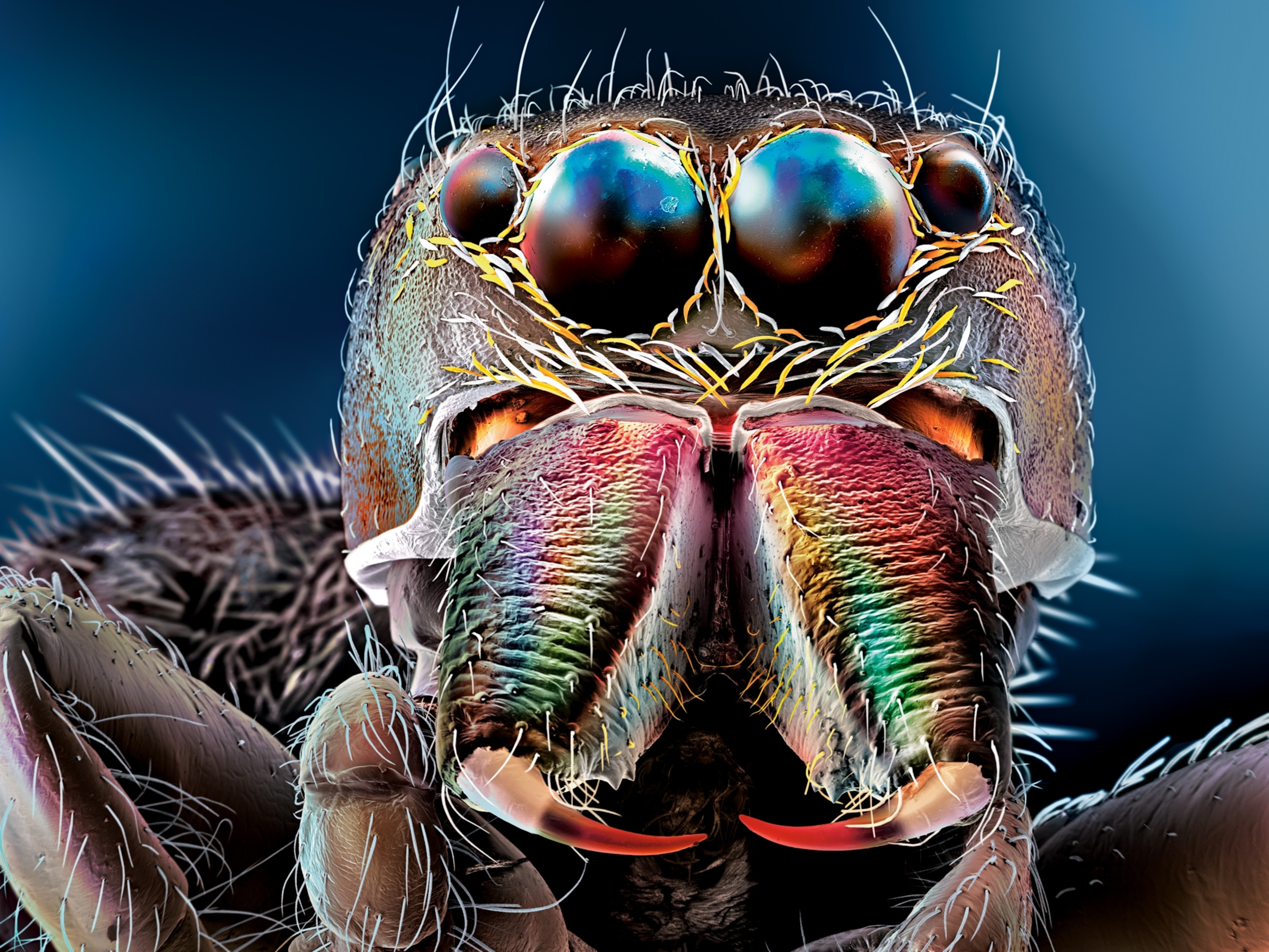 a jumping spider