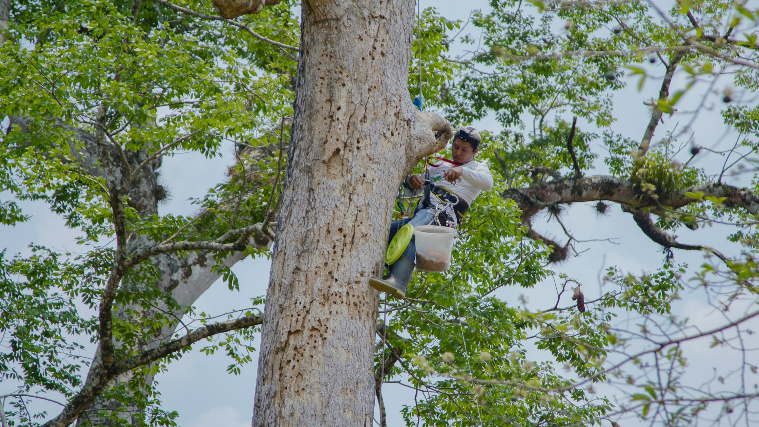 A man in a tree, getting chicks for breeding.