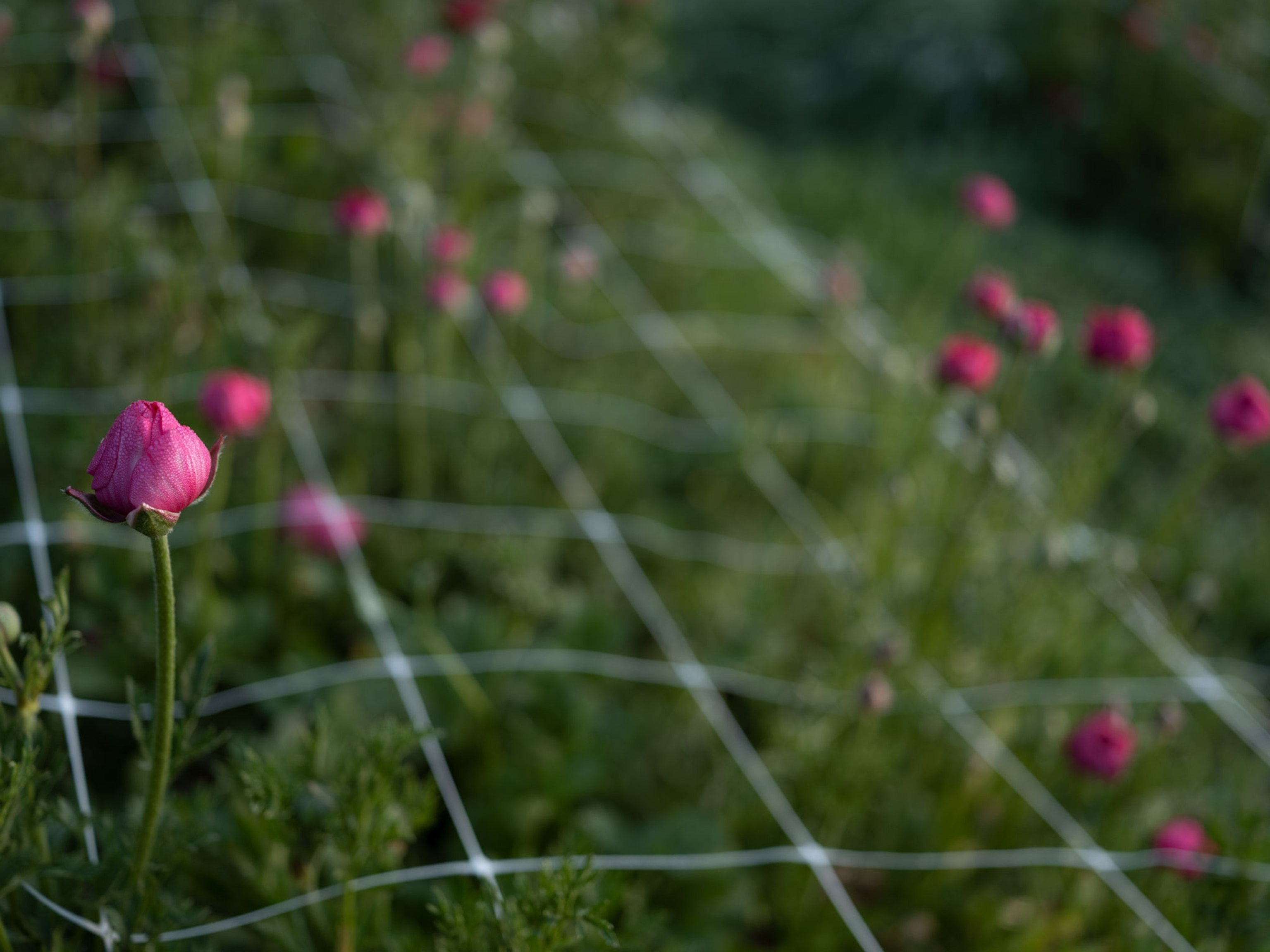 Pink ranunculus flowers for farmers' markets.