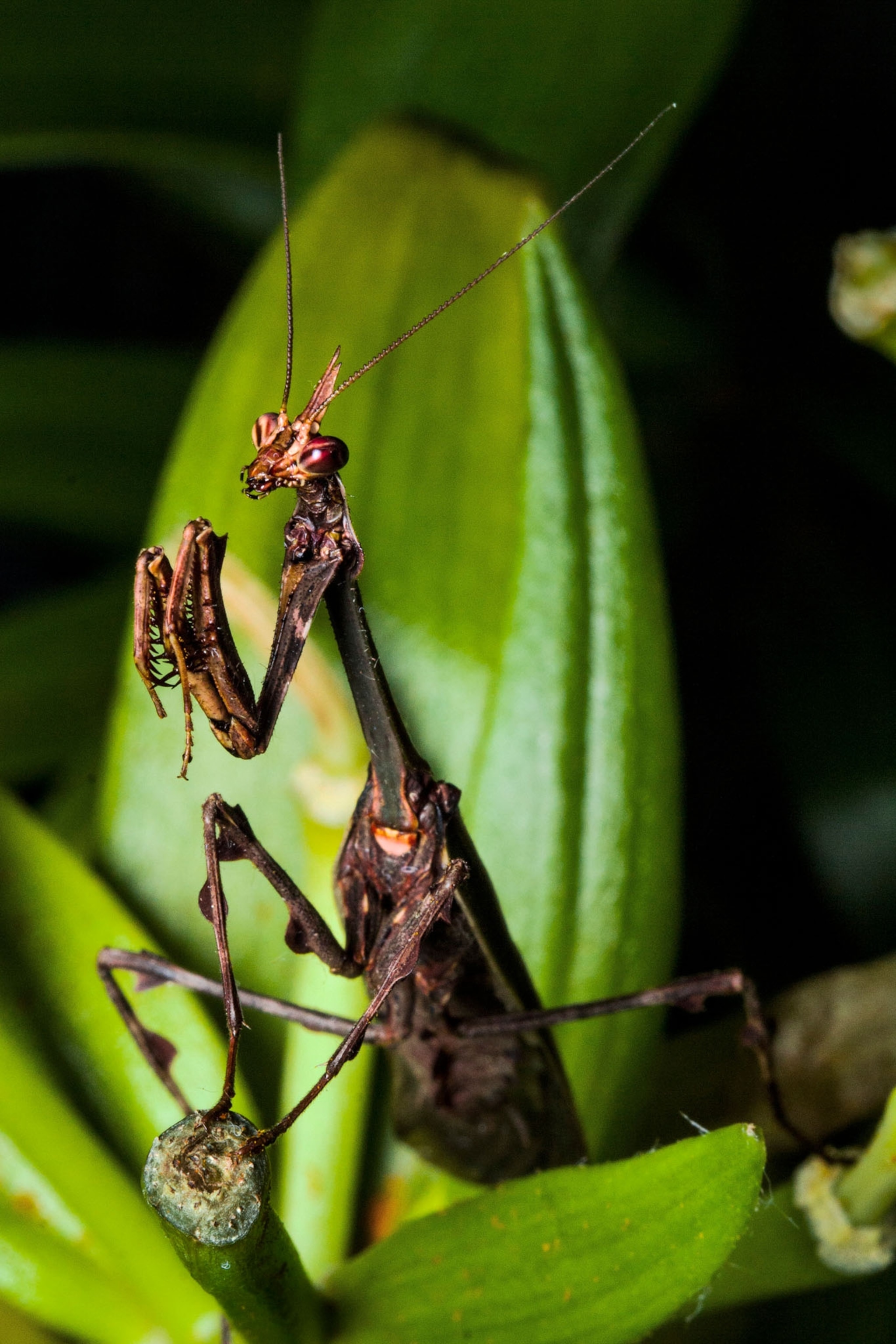praying mantis