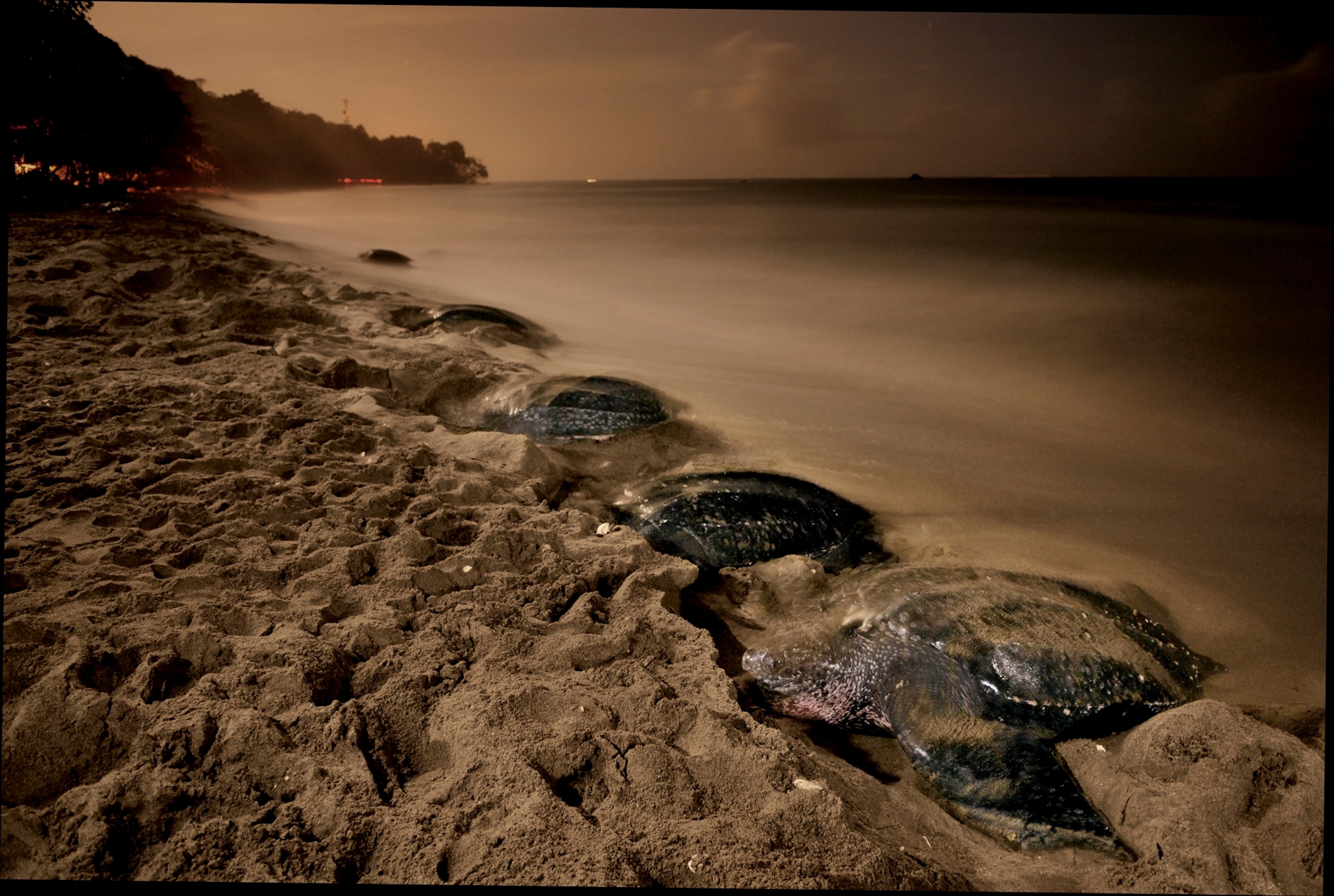 nesting leatherbacks crowding the sands by moonlight at Grande Riviere, Trinidad