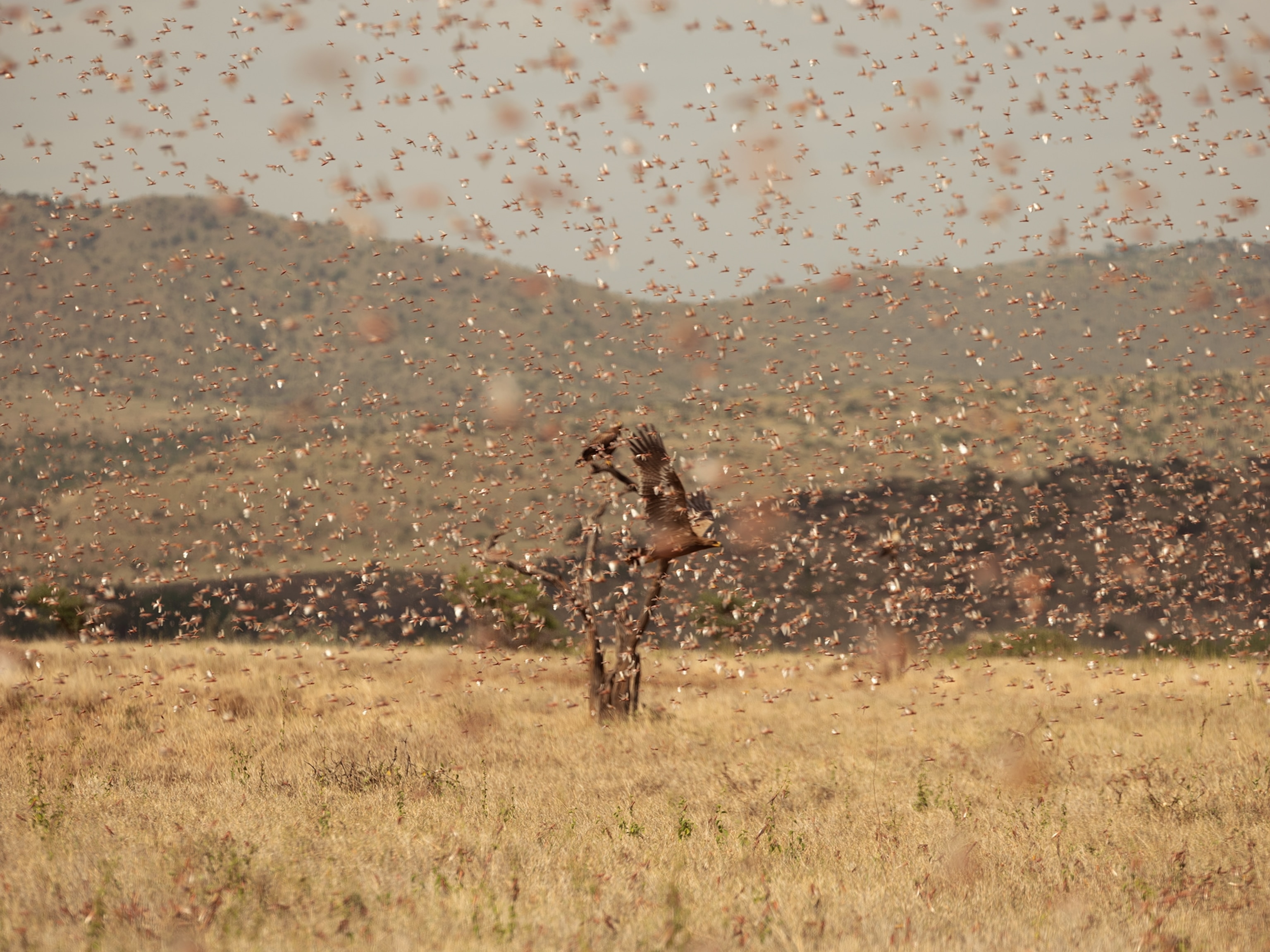 Picture of a steppe eagle flying in a locust swarm
