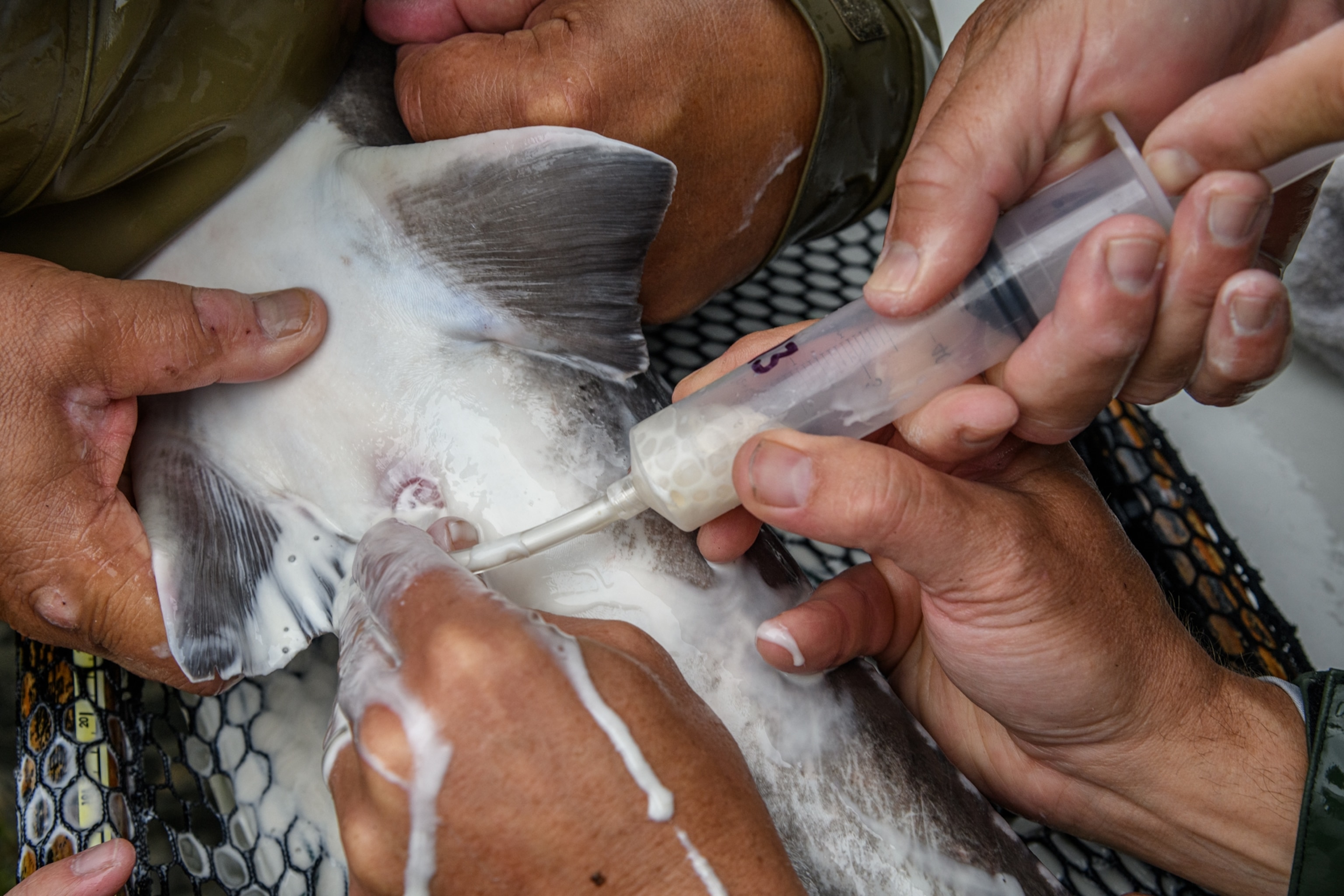 Sperm is siphoned from a male sturgeon