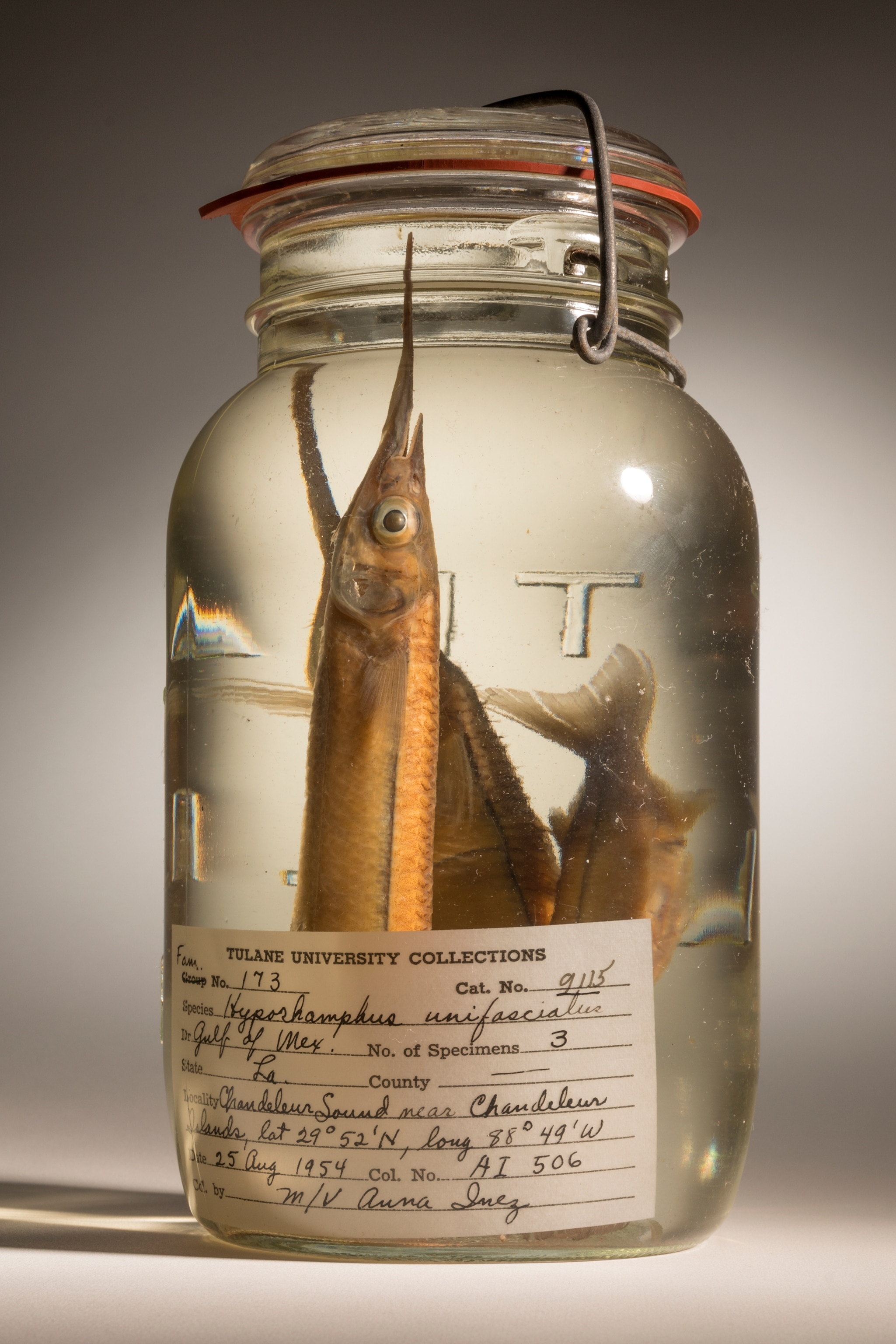 three common halfbeak fish in a jar