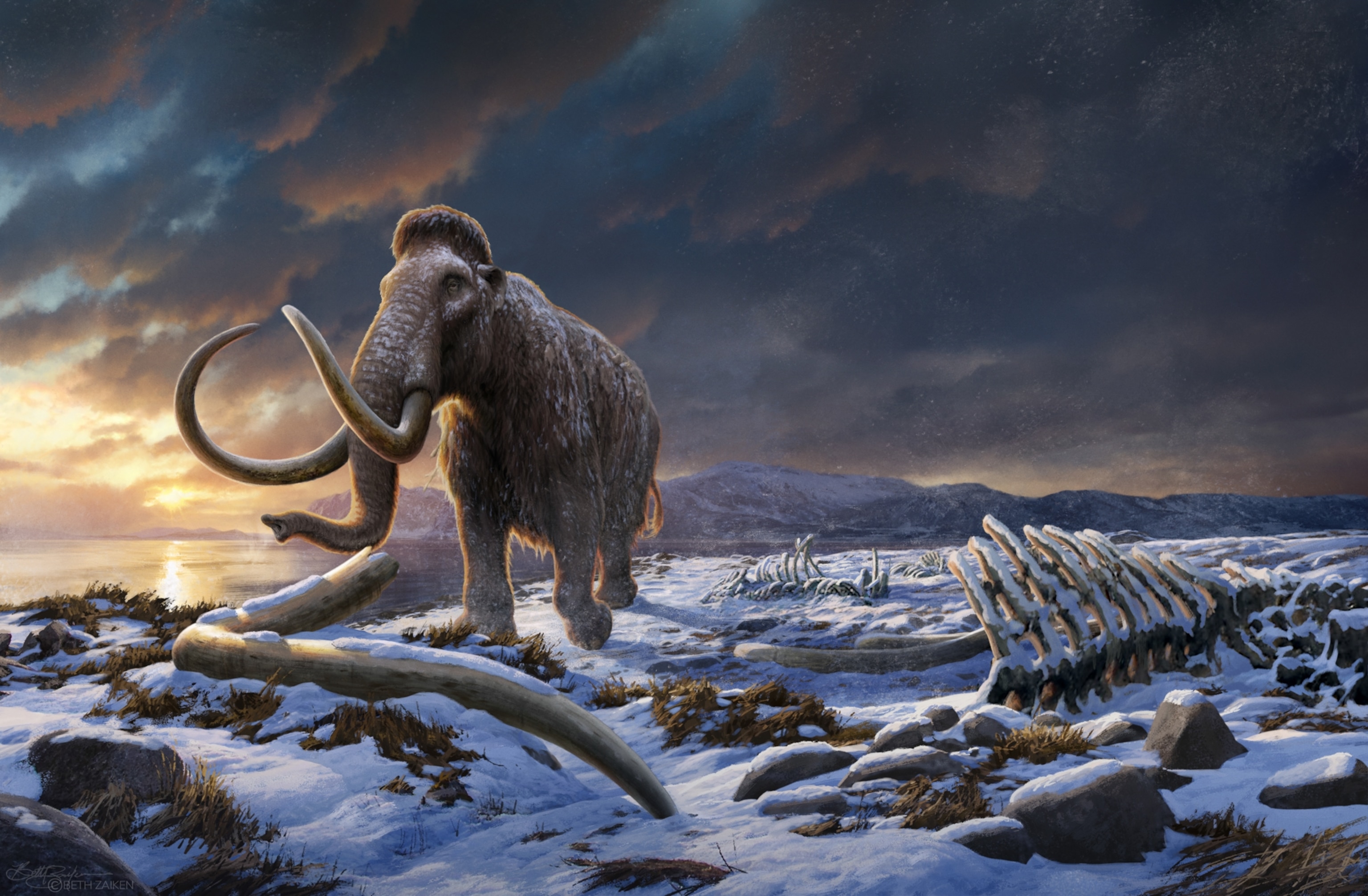 An illustration depicting the last wooly mammoth, standing alone on a snowy shore dotted with the bony remains of other mammoths.