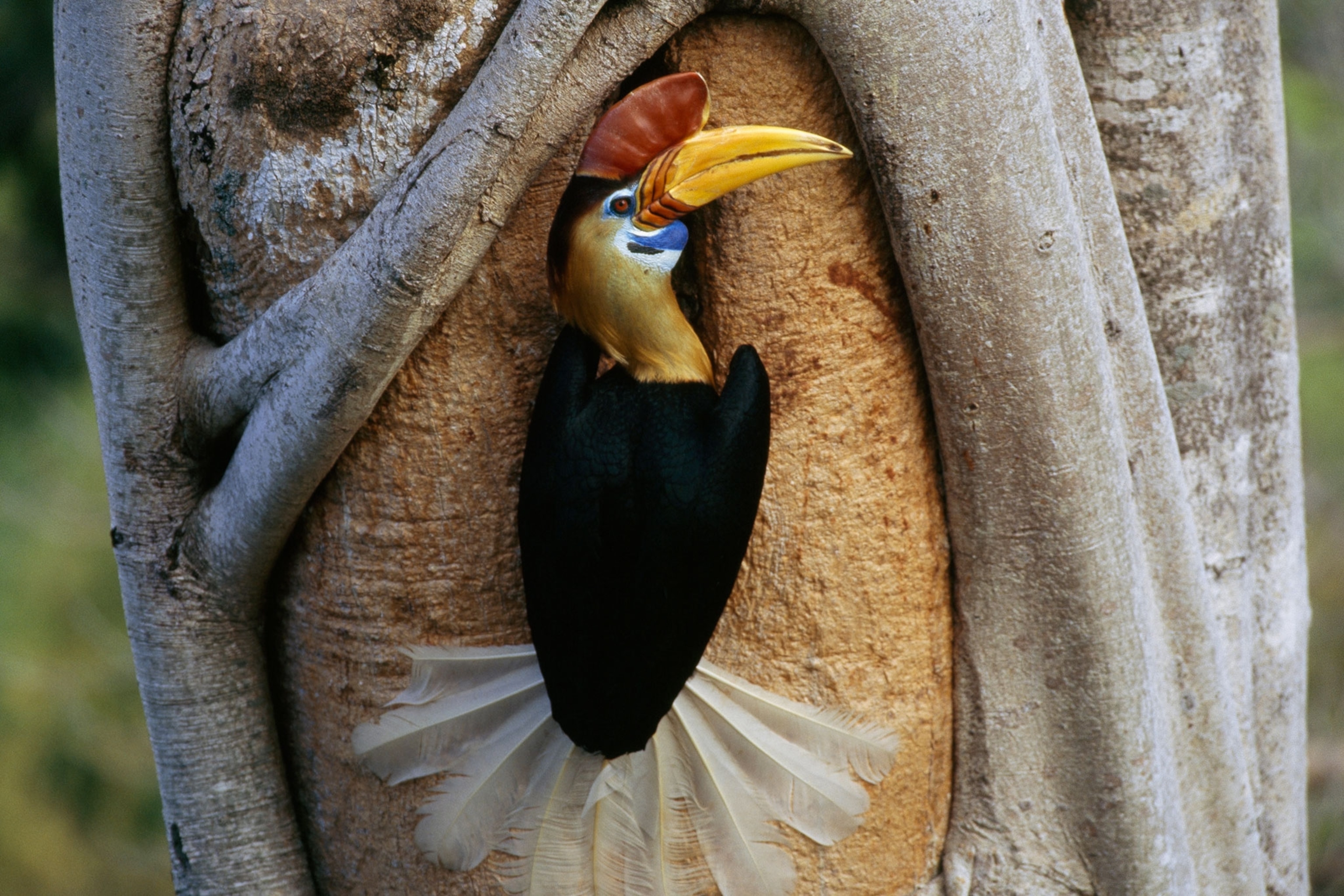 a red knobbed hornbill