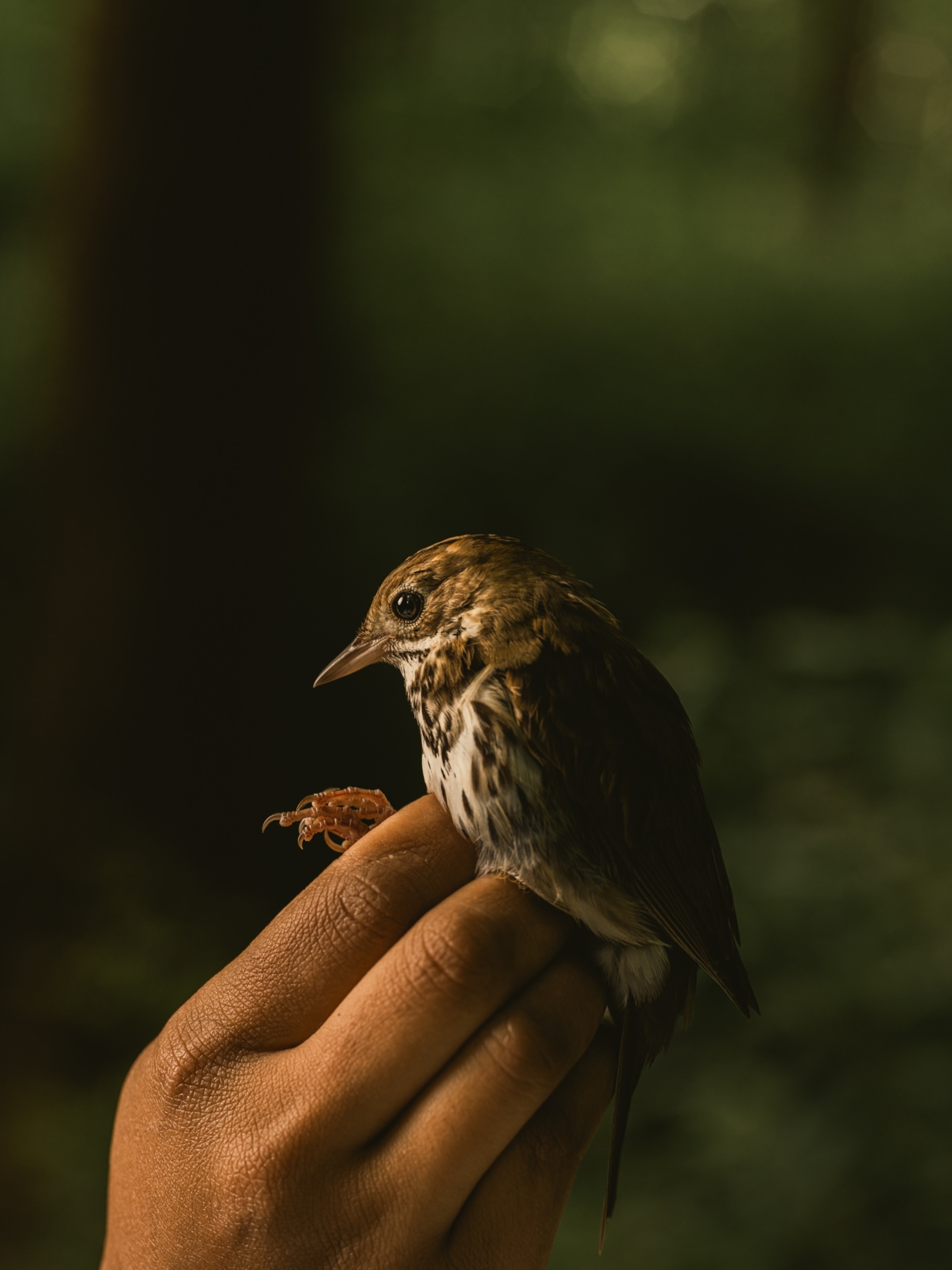 a small brown and white speckled bird held by hands