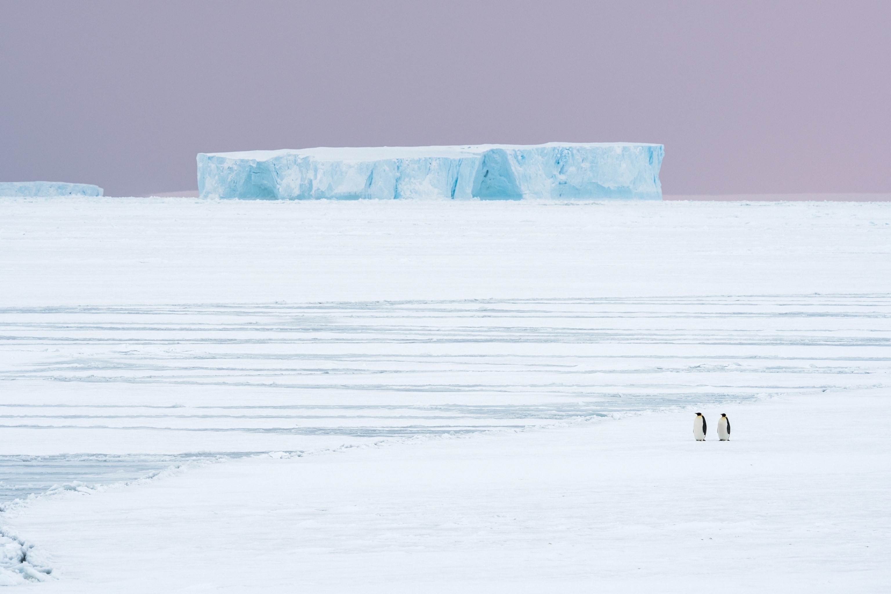 two penguins working on ice with iceberg on backgrounds.
